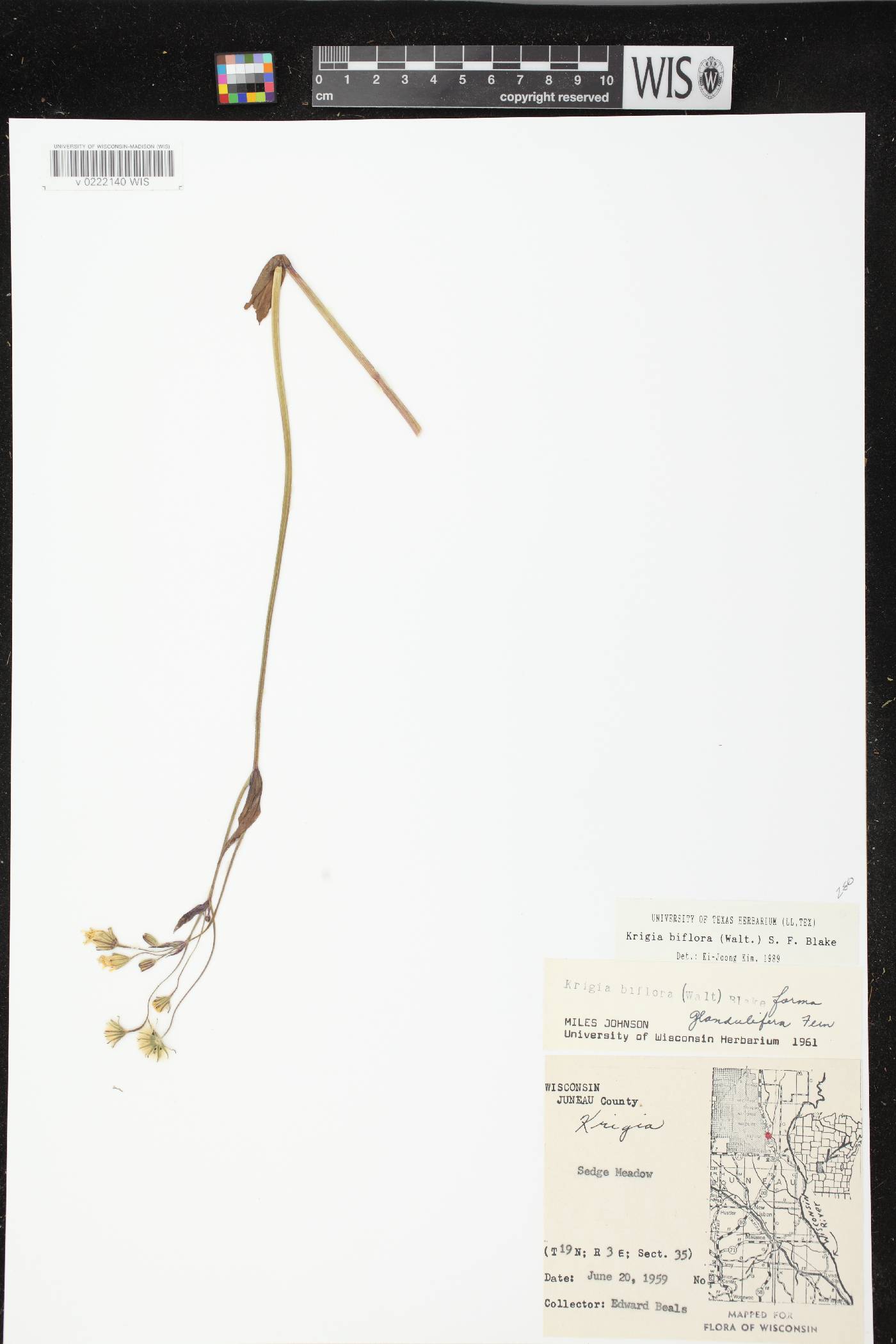 Krigia biflora image