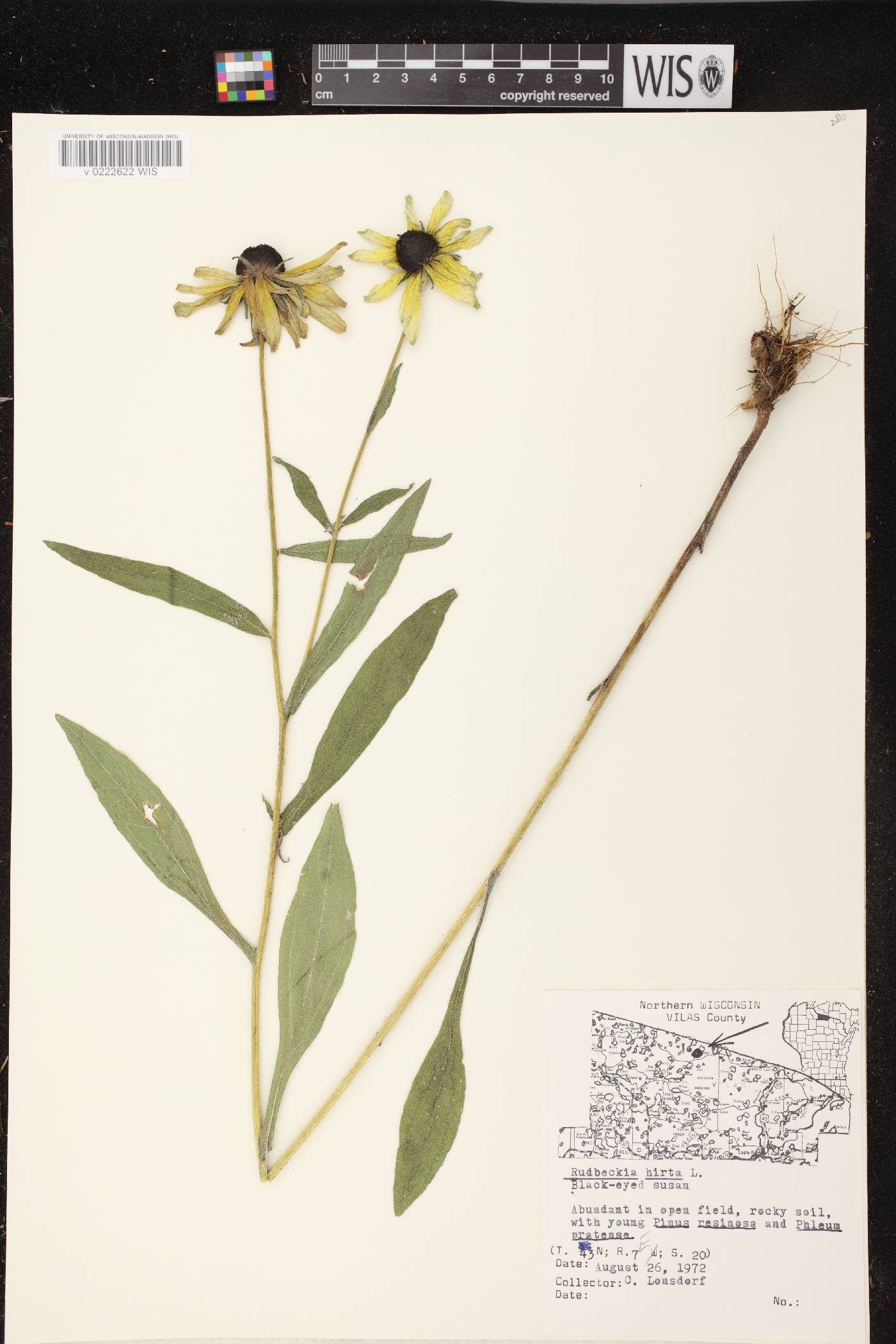 Rudbeckia hirta image