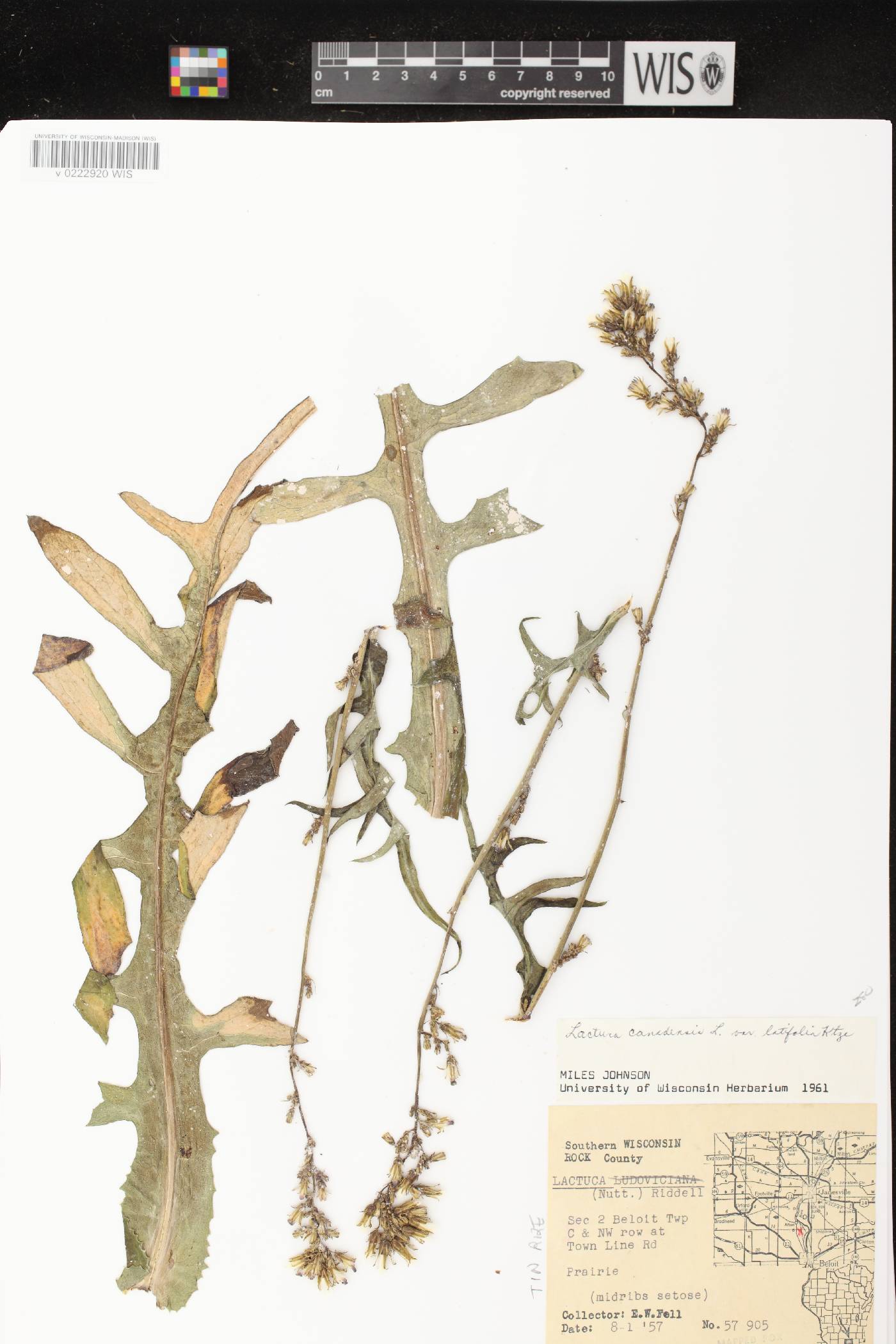 Lactuca canadensis image