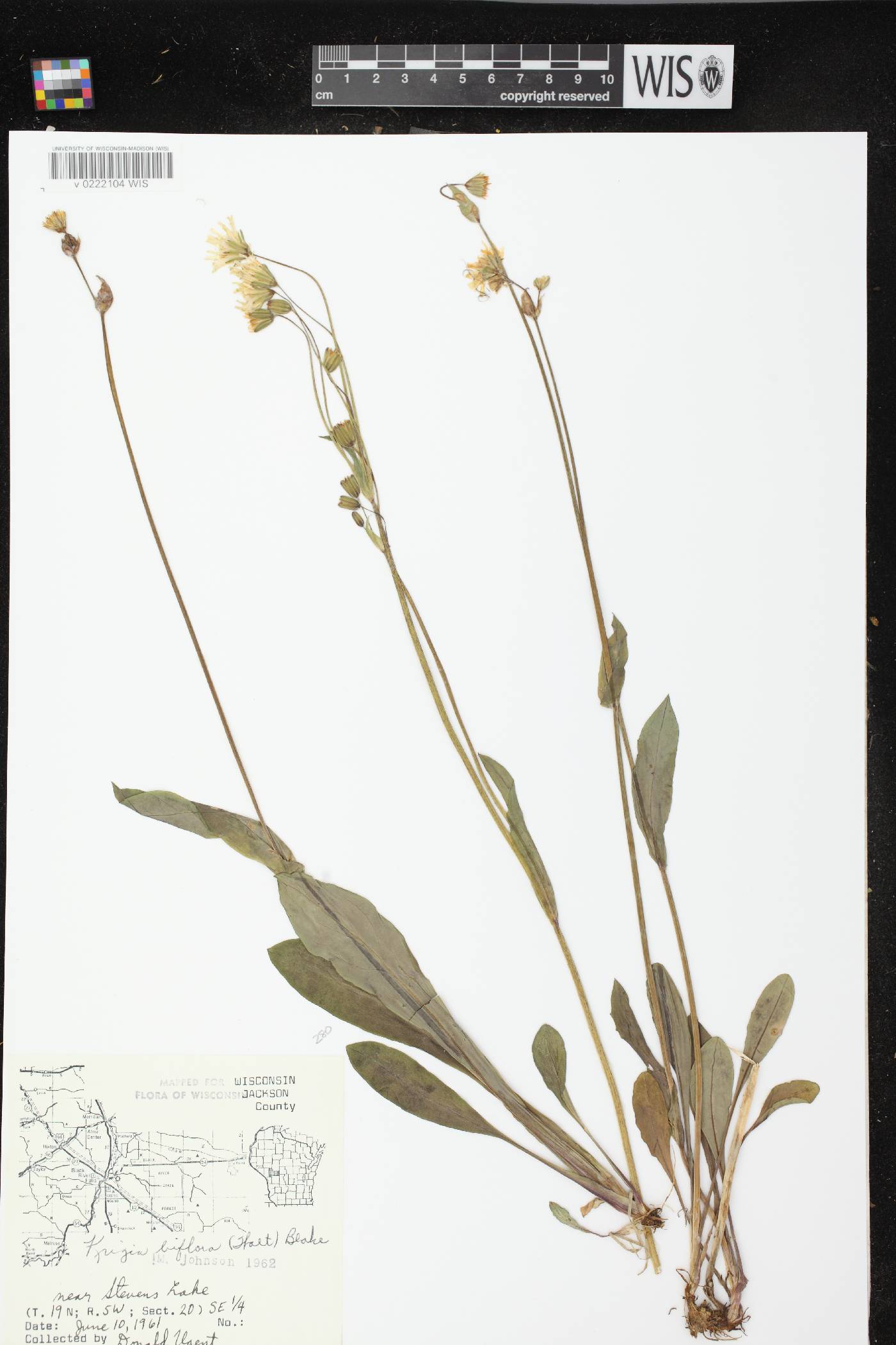 Krigia biflora image