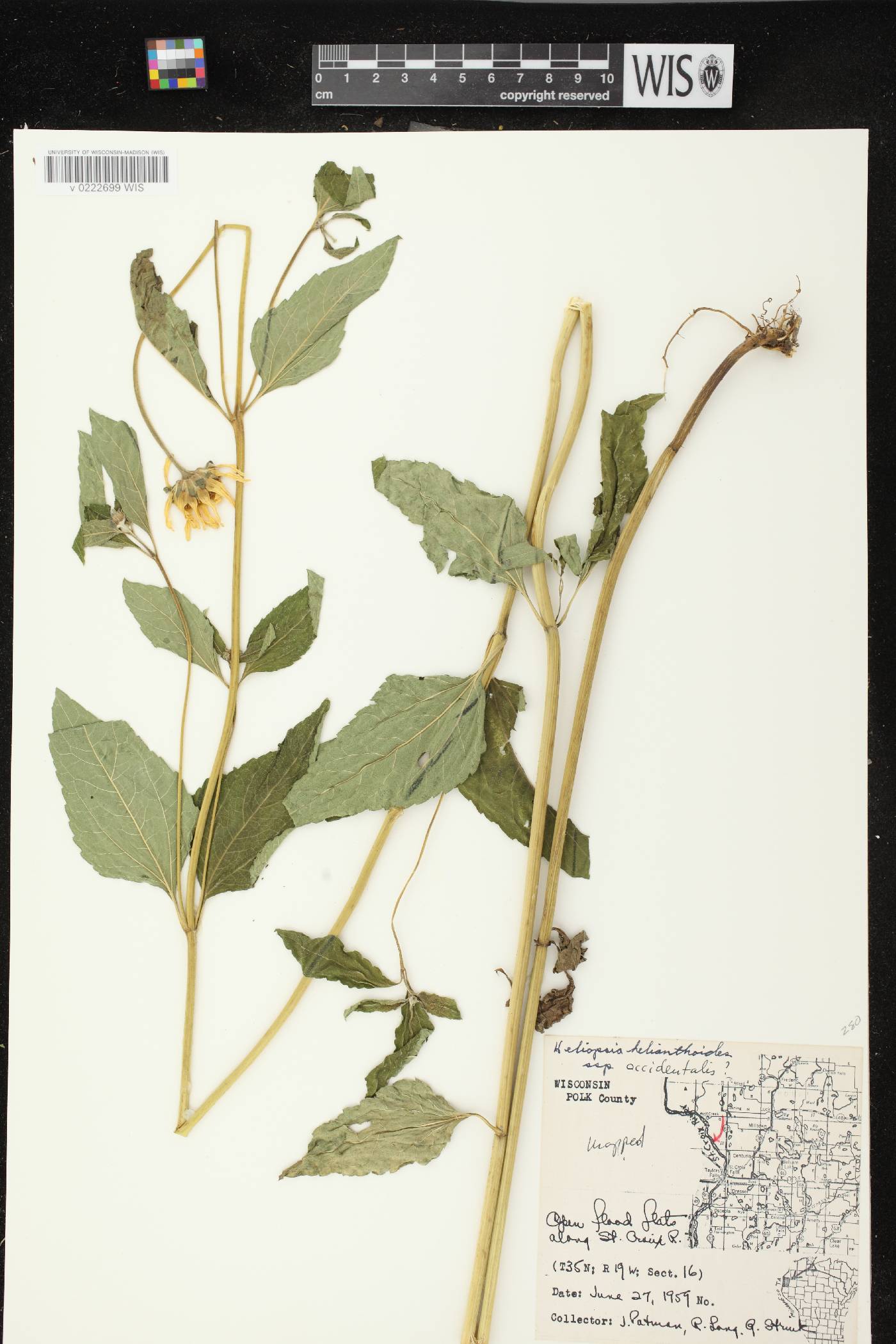Heliopsis helianthoides image