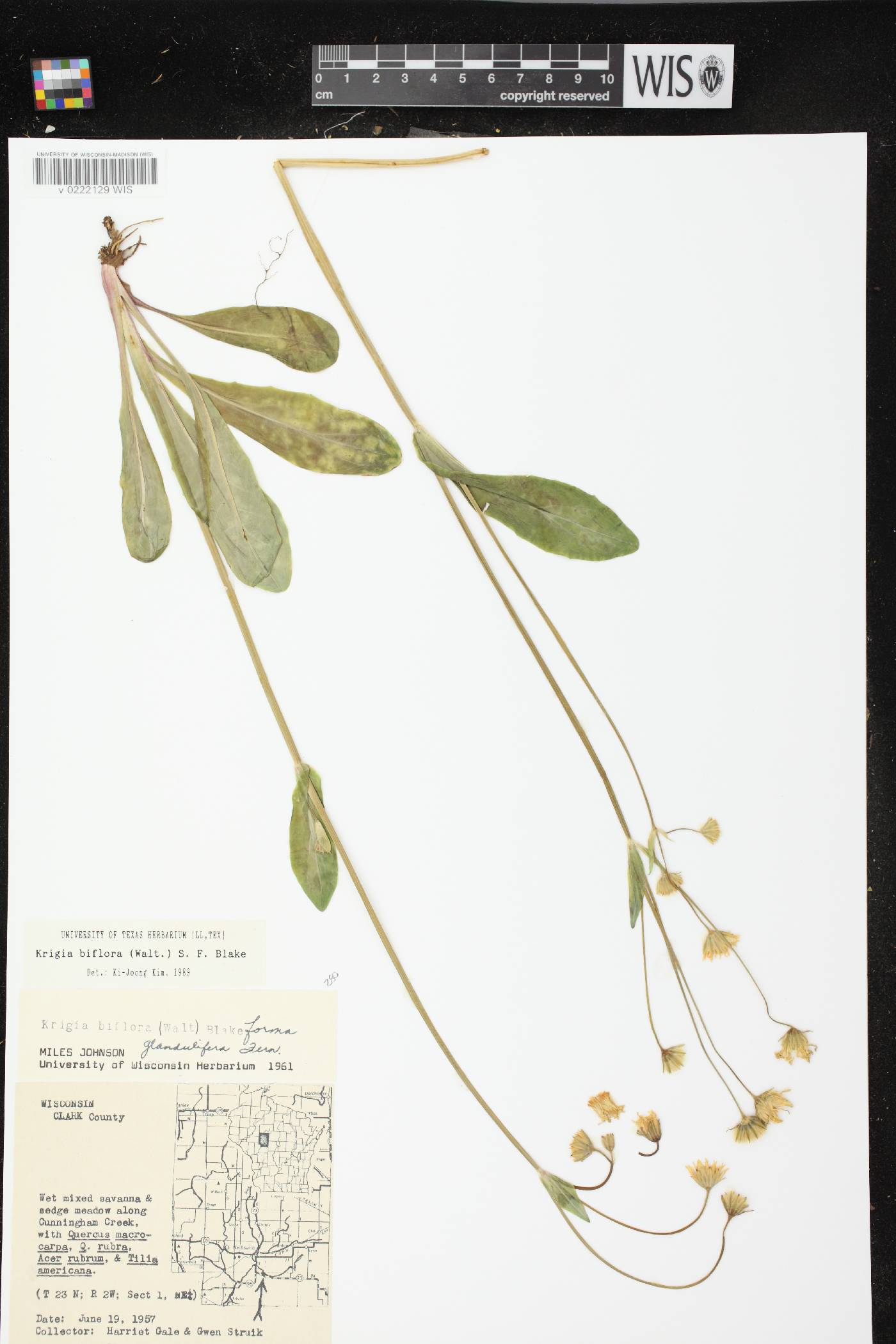 Krigia biflora subsp. glandulifera image