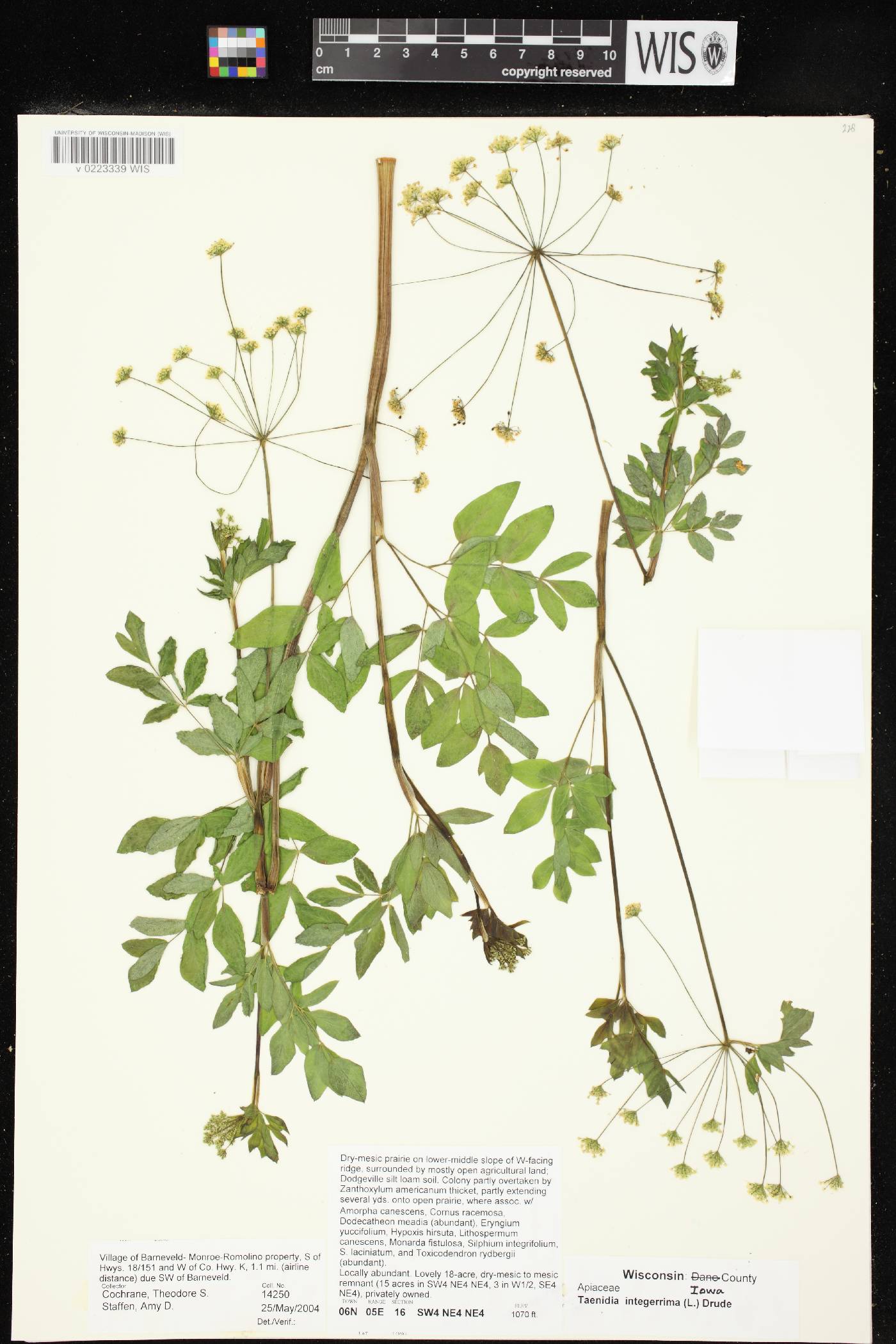 Taenidia integerrima image