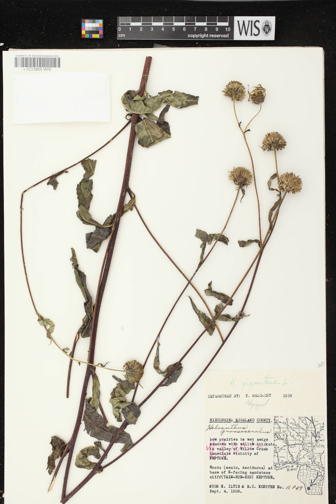 Helianthus giganteus image