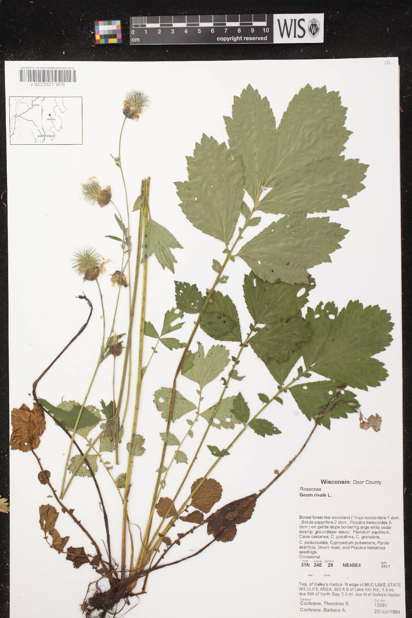 Geum rivale image