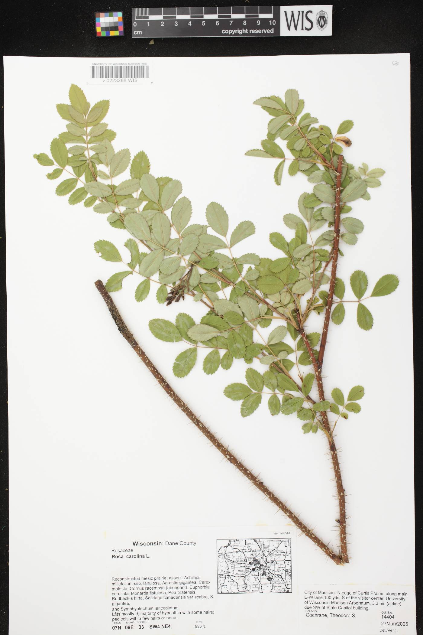 Rosa carolina image