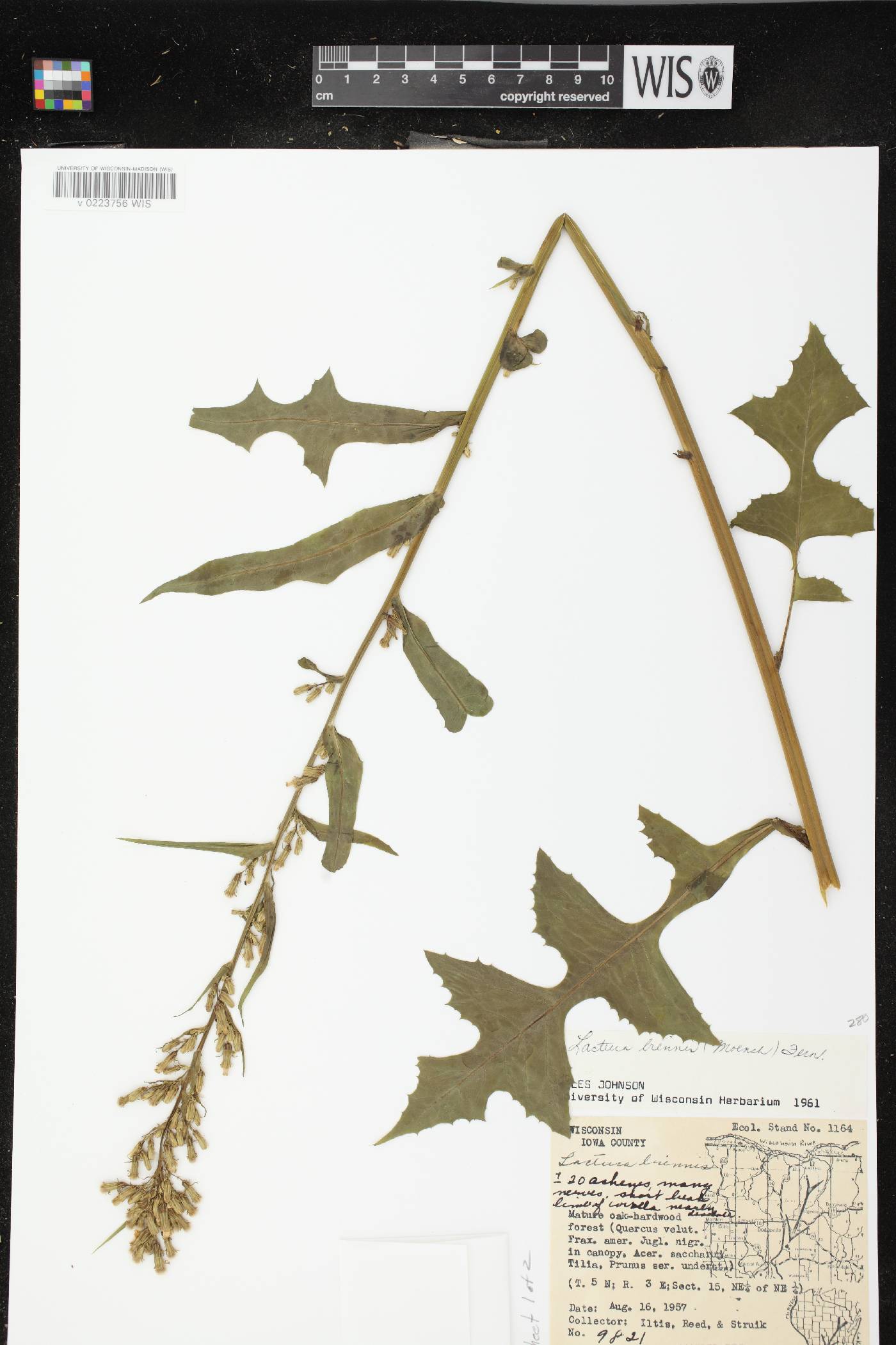 Lactuca biennis image