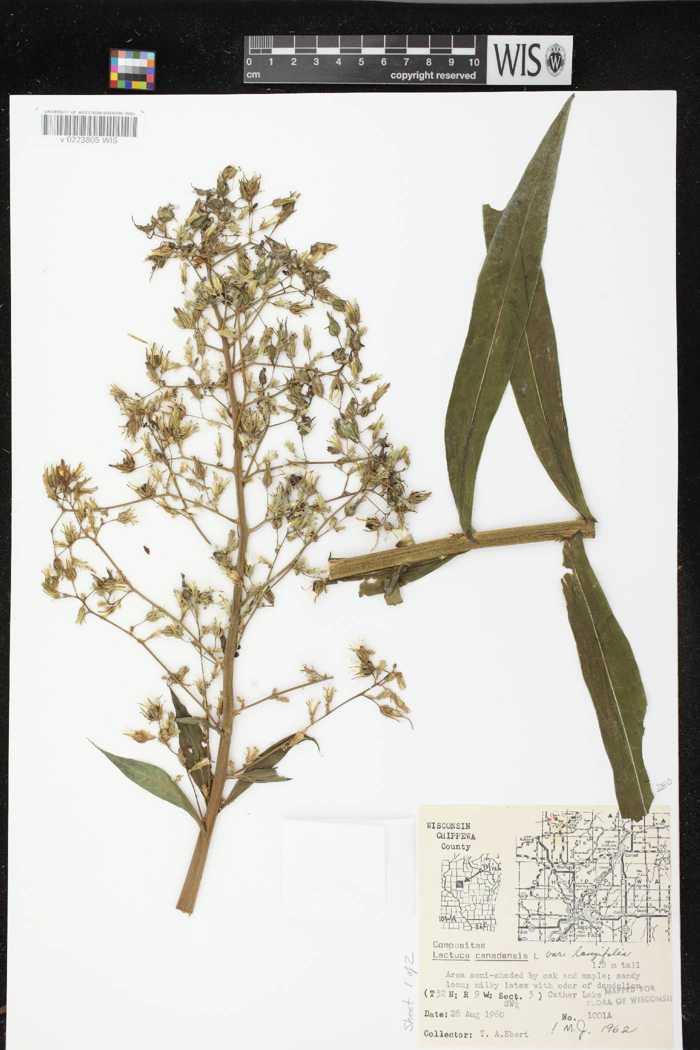 Lactuca canadensis image