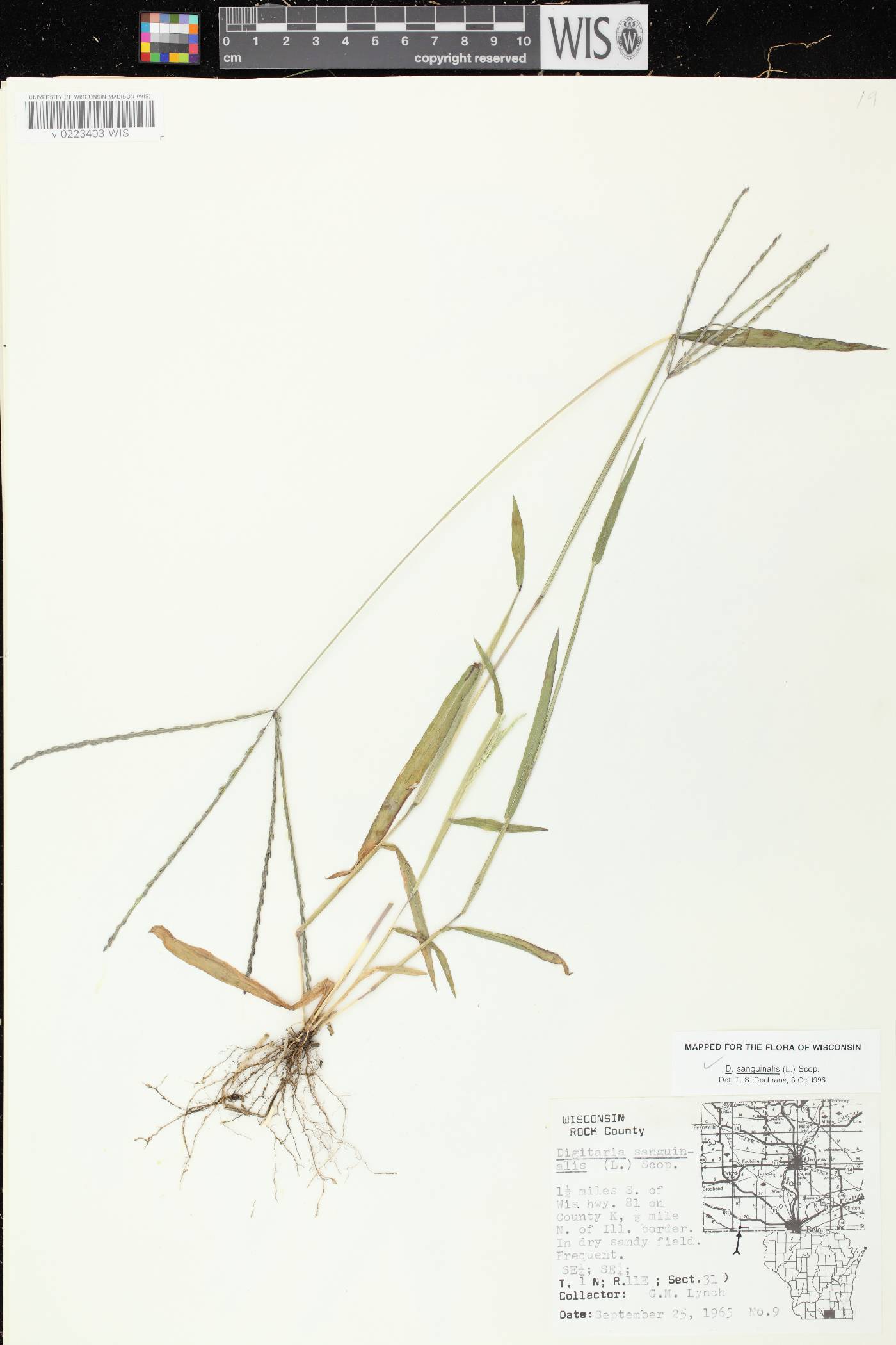 Digitaria sanguinalis image