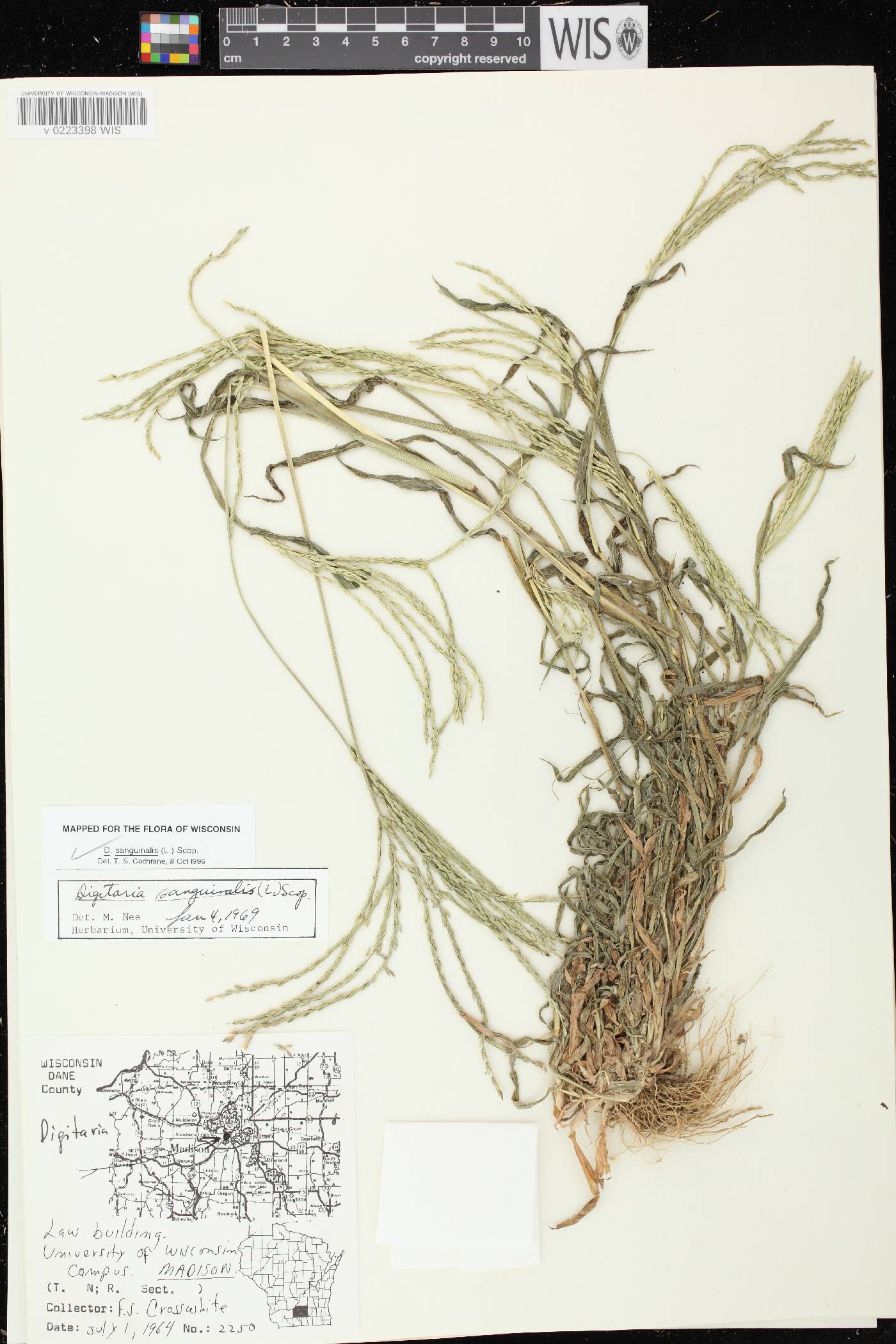 Digitaria sanguinalis image