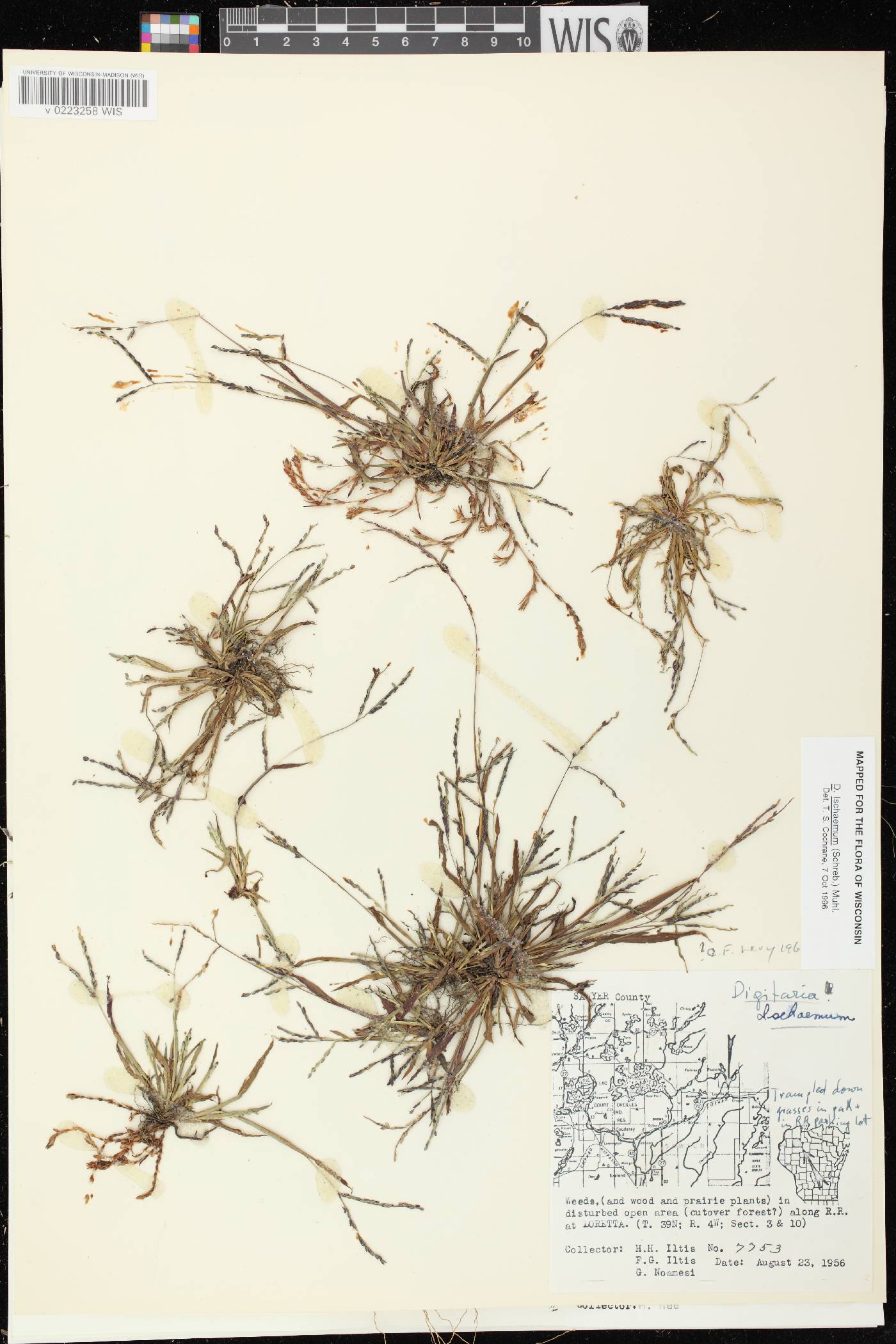Digitaria ischaemum image