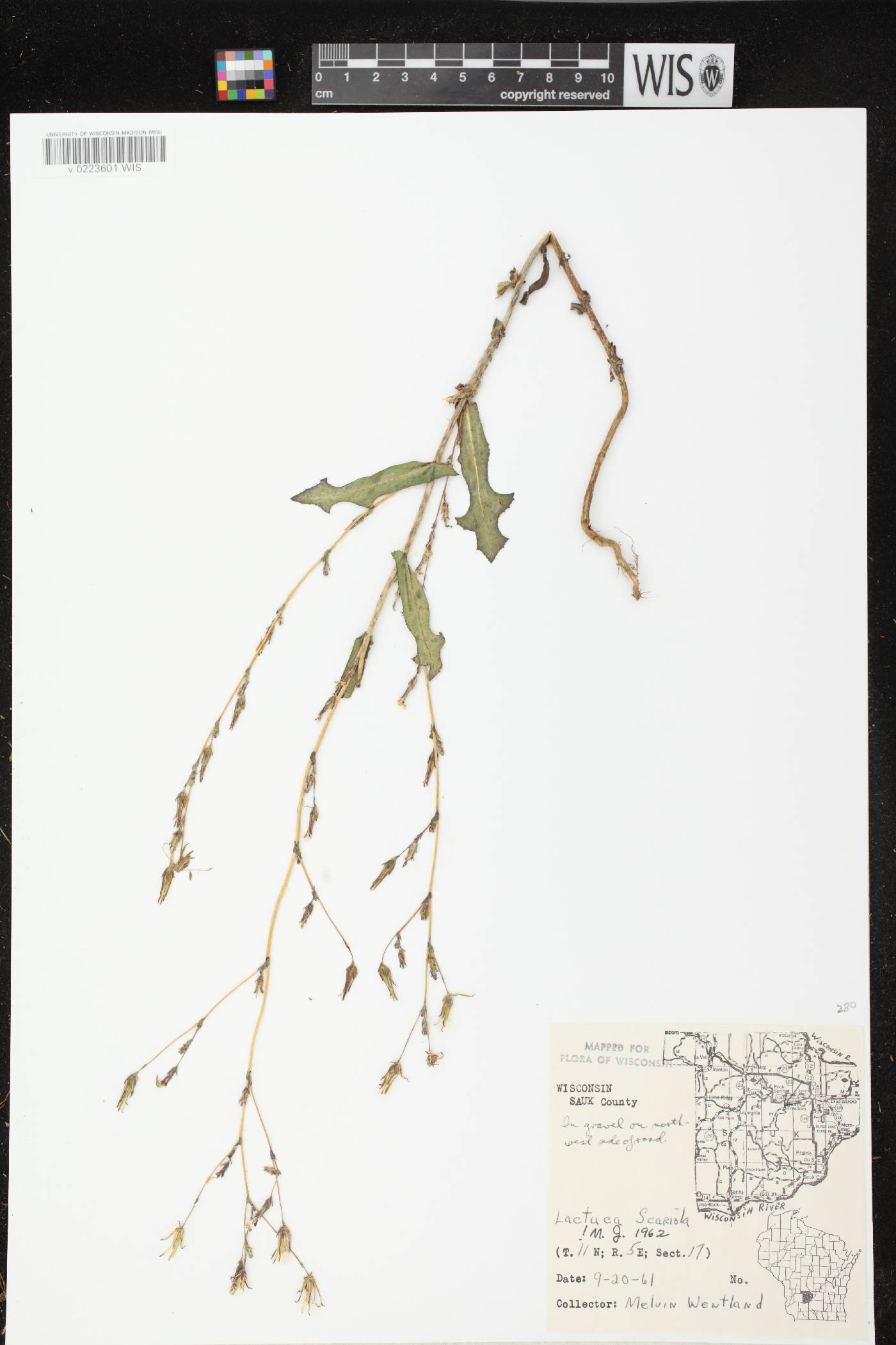 Lactuca serriola image