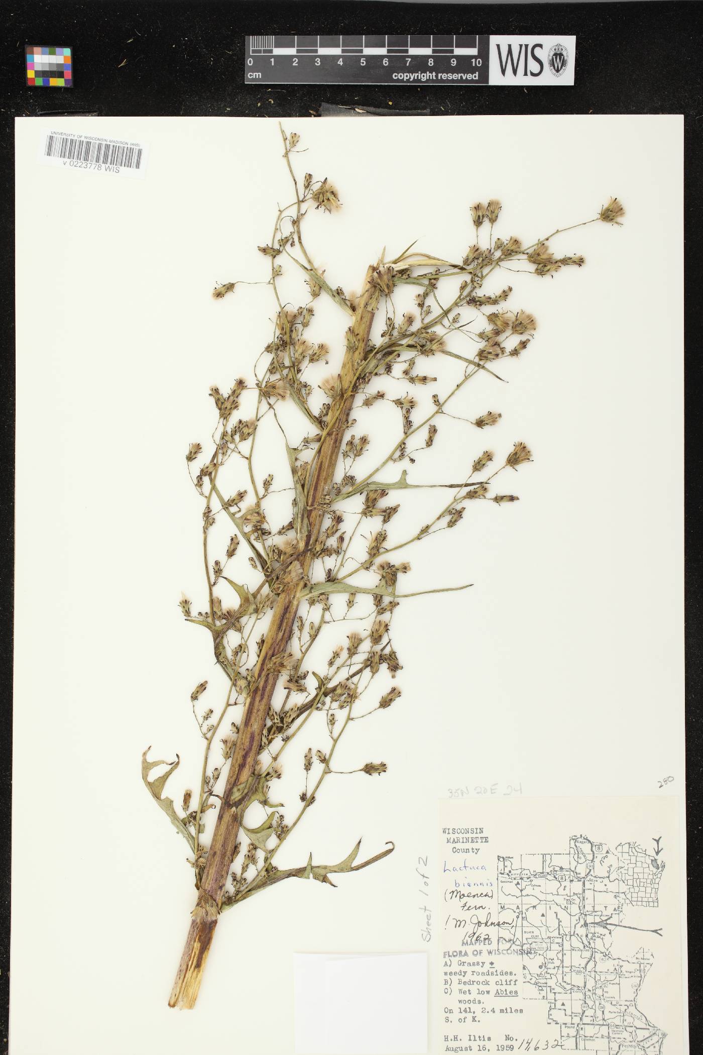 Lactuca biennis image