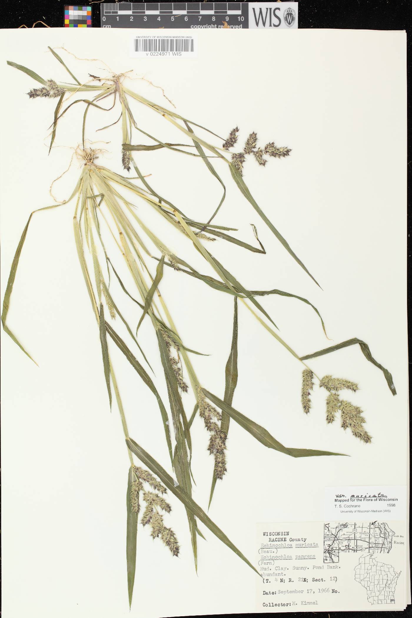 Echinochloa muricata var. muricata image