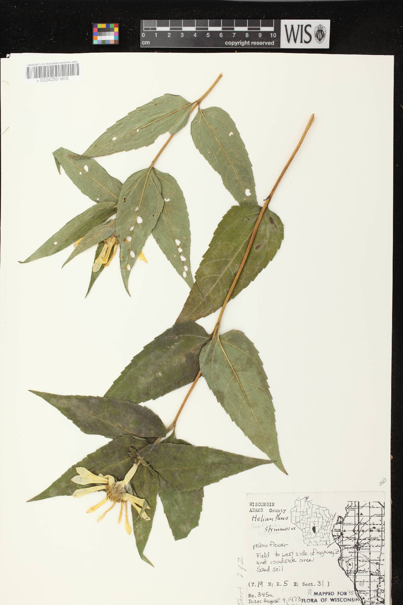 Helianthus strumosus image