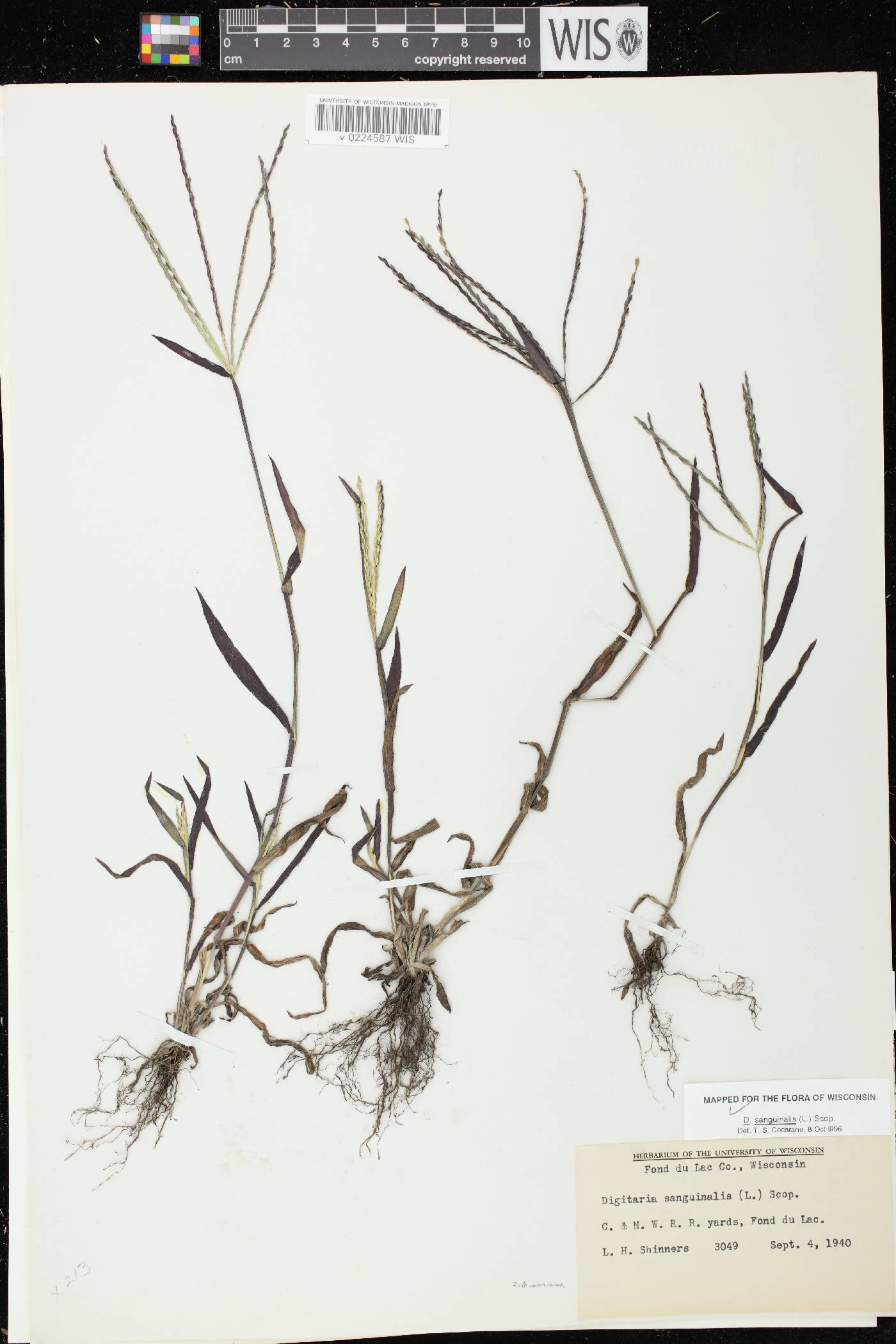 Digitaria sanguinalis image