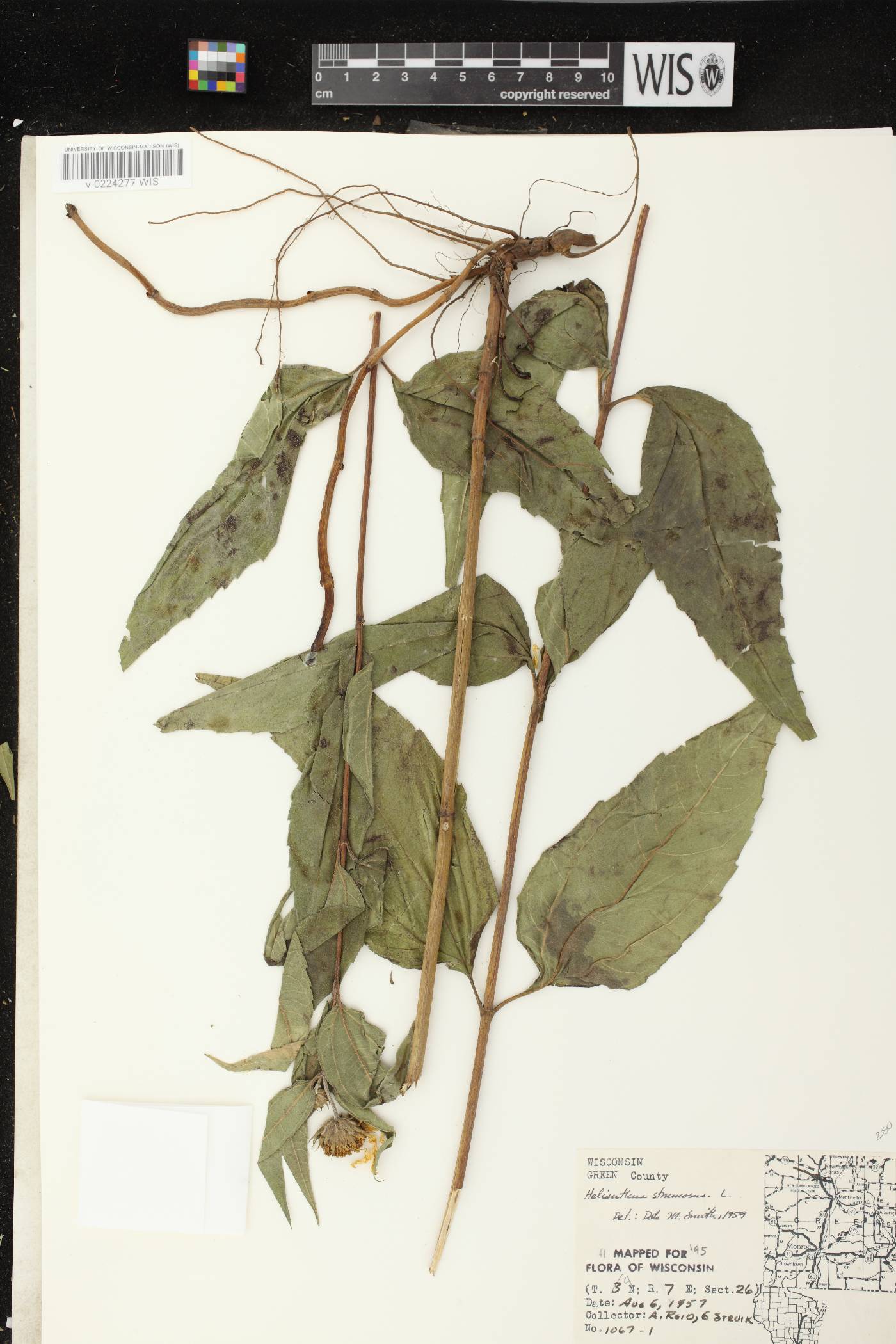 Helianthus strumosus image