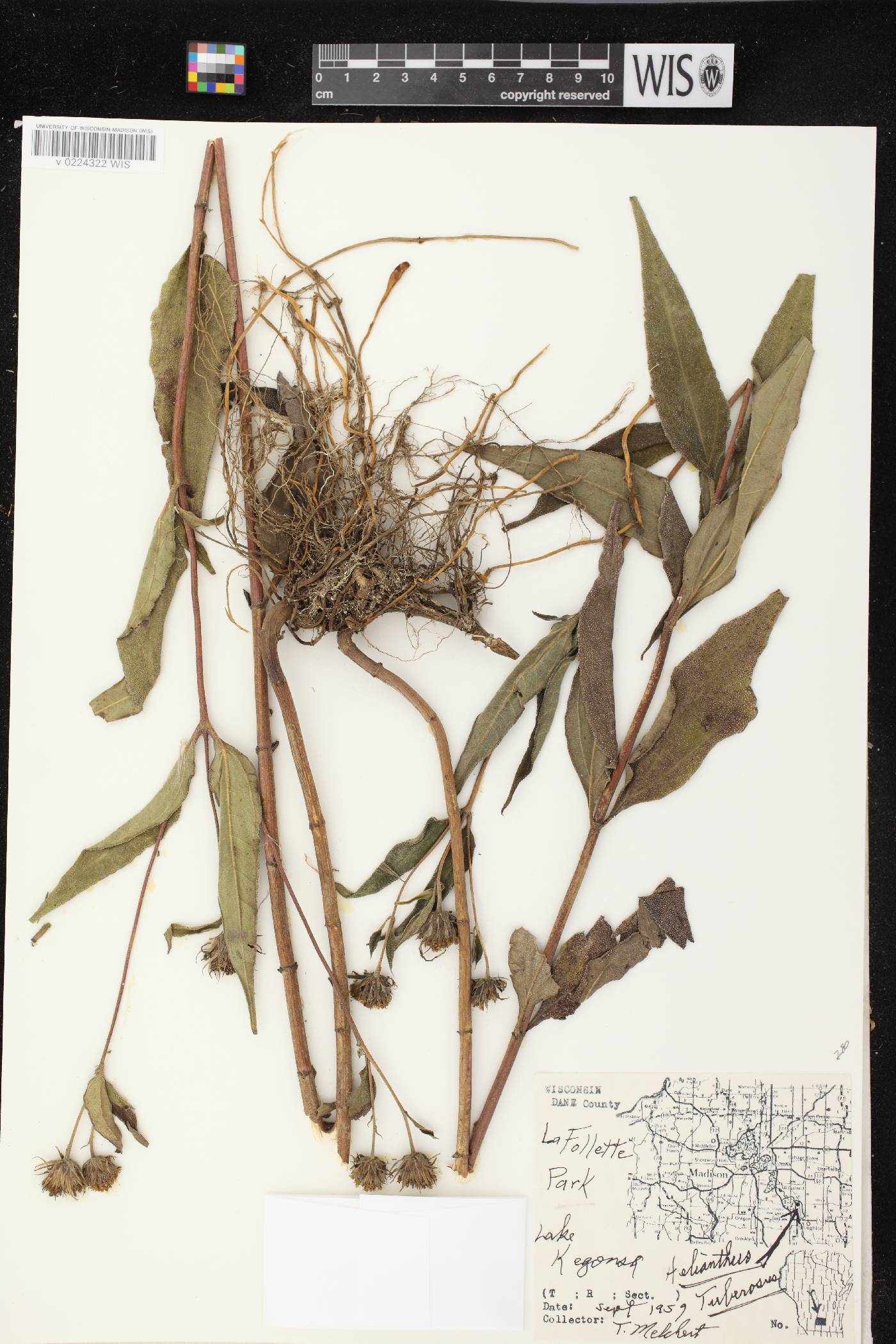 Helianthus tuberosus image