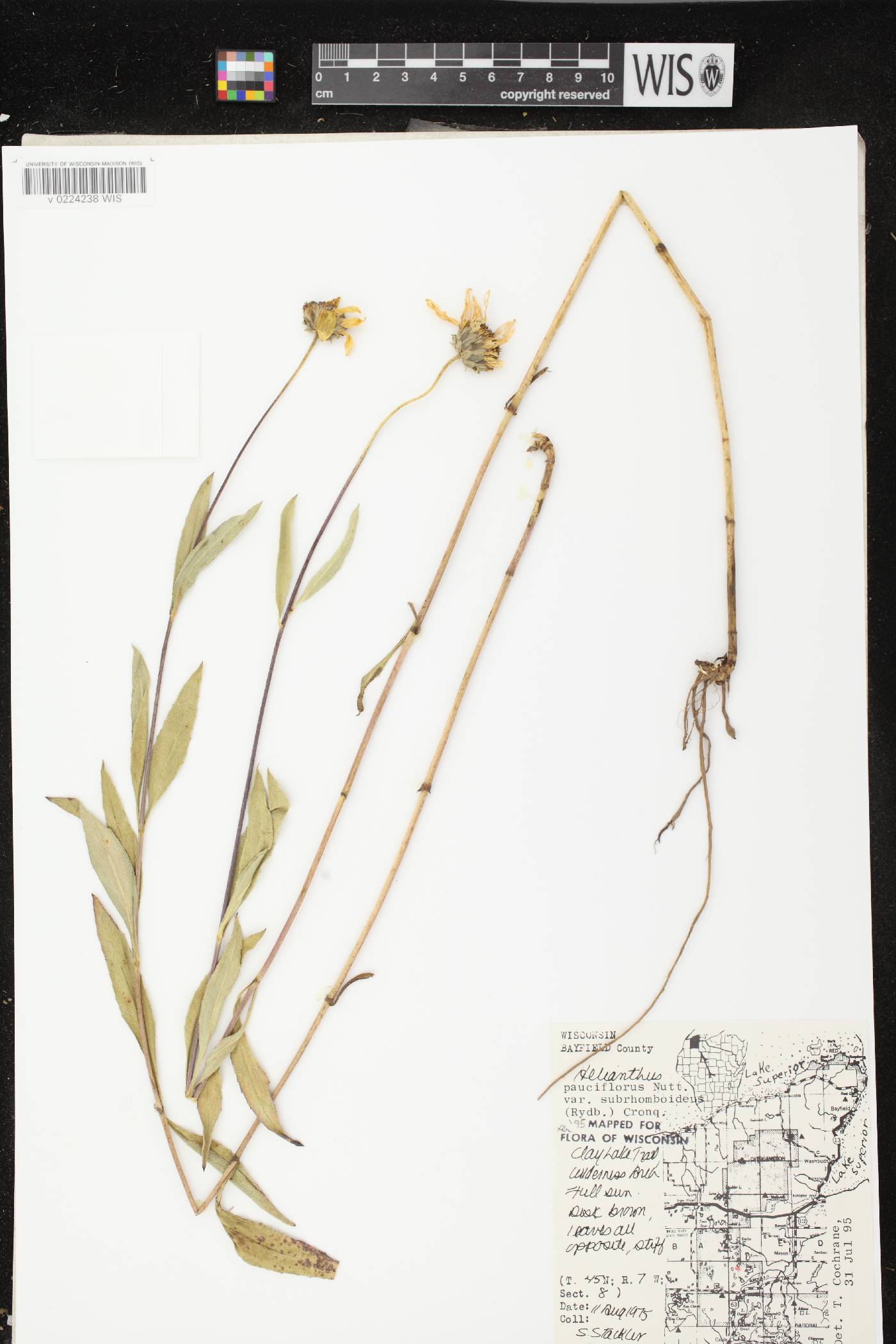 Helianthus pauciflorus subsp. subrhomboideus image