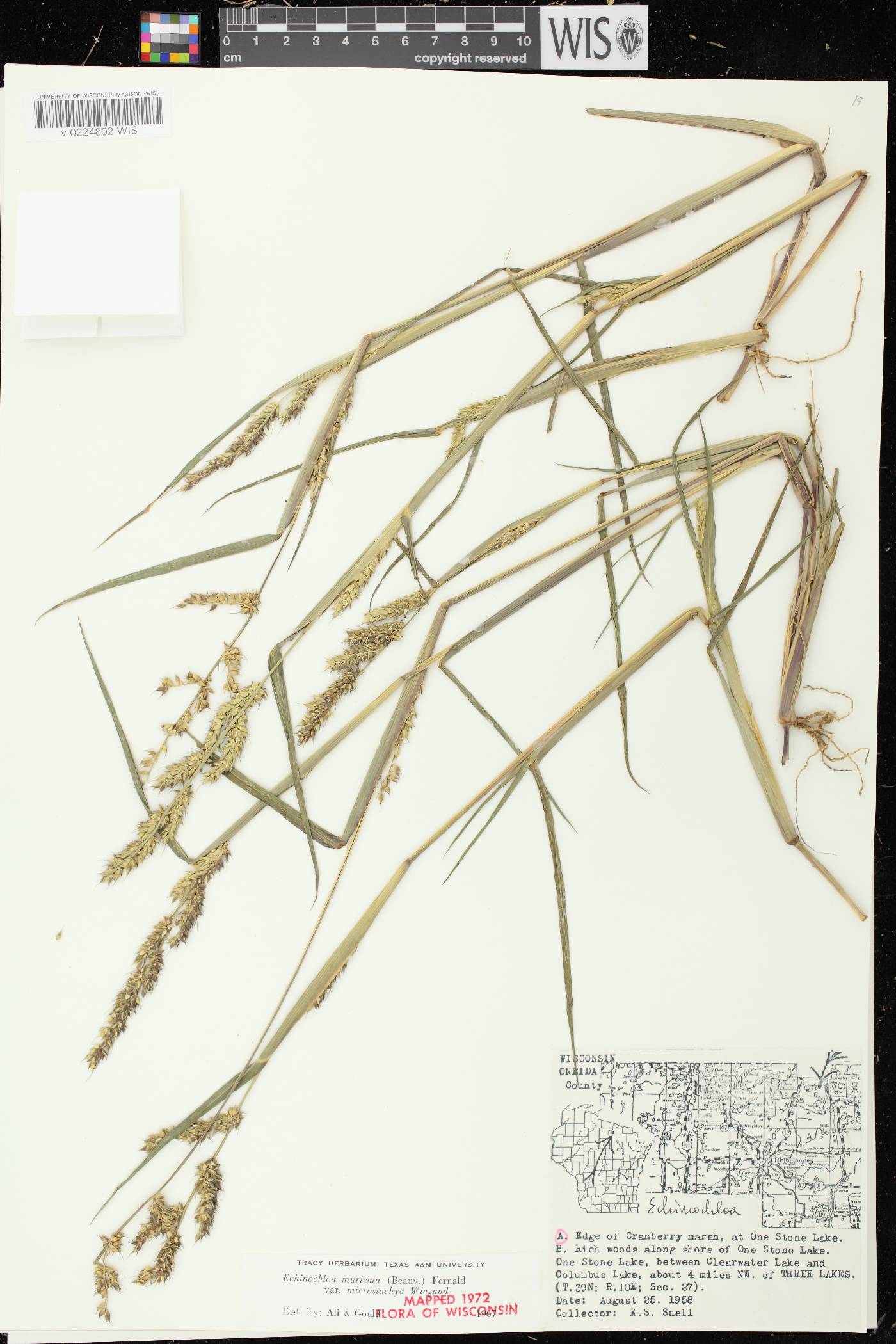 Echinochloa muricata var. microstachya image