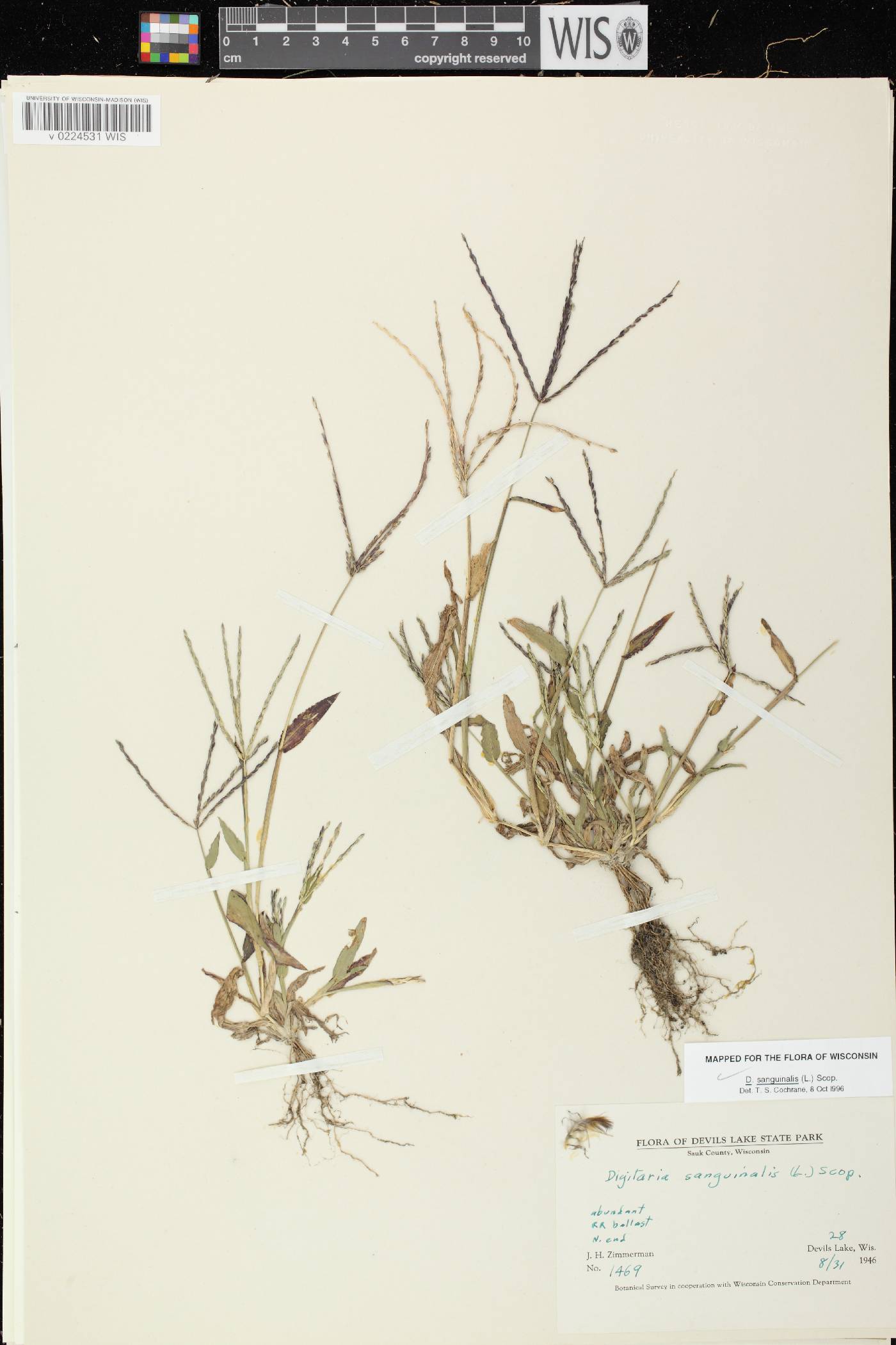 Digitaria sanguinalis image