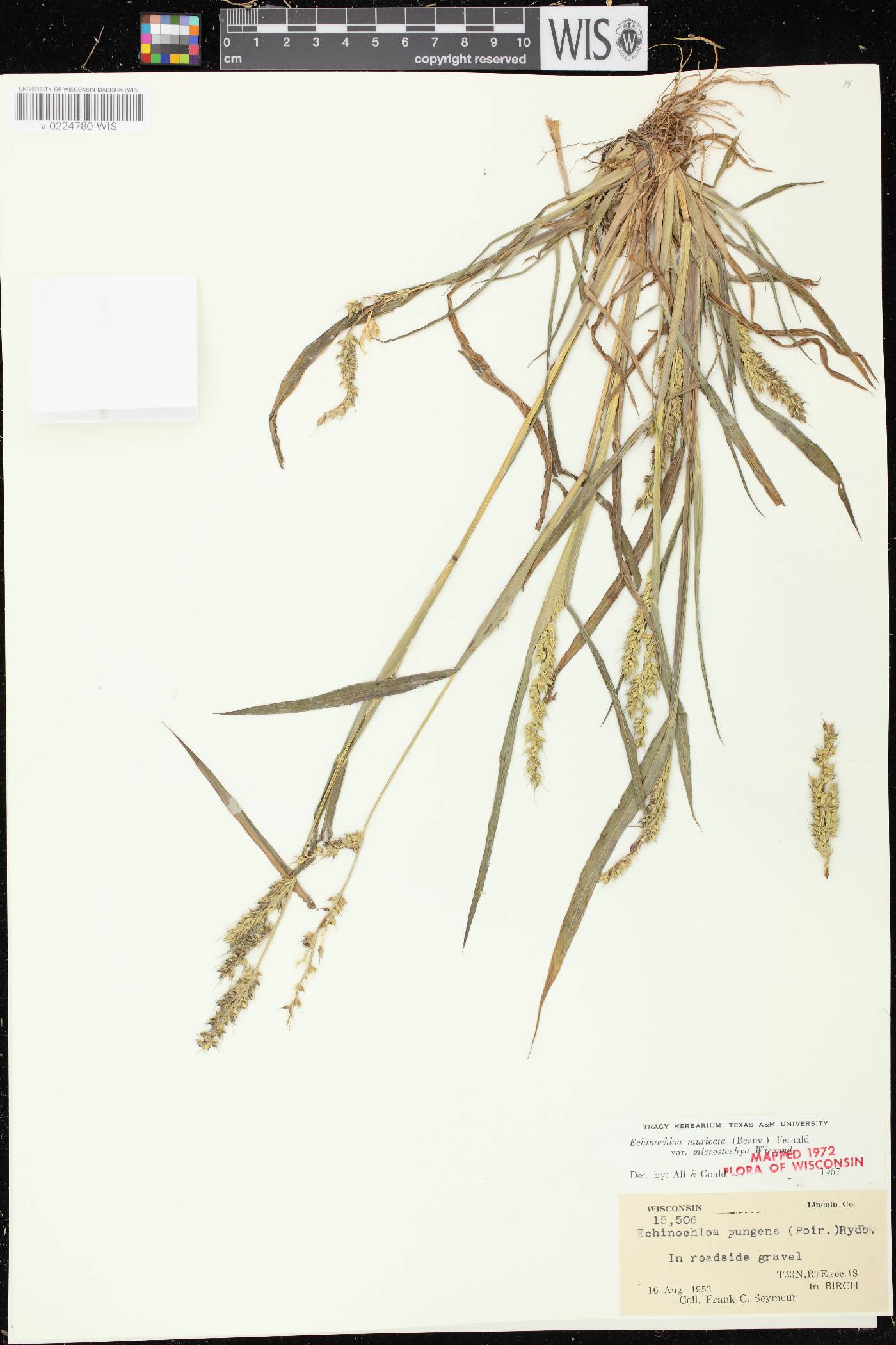 Echinochloa muricata var. microstachya image