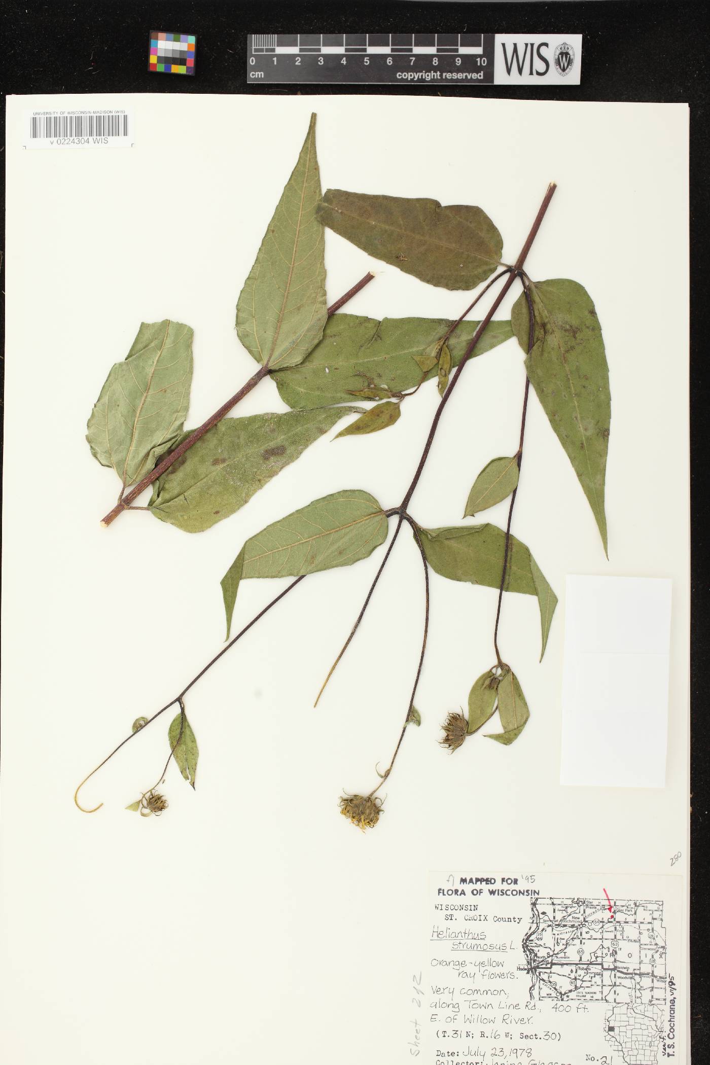 Helianthus strumosus image