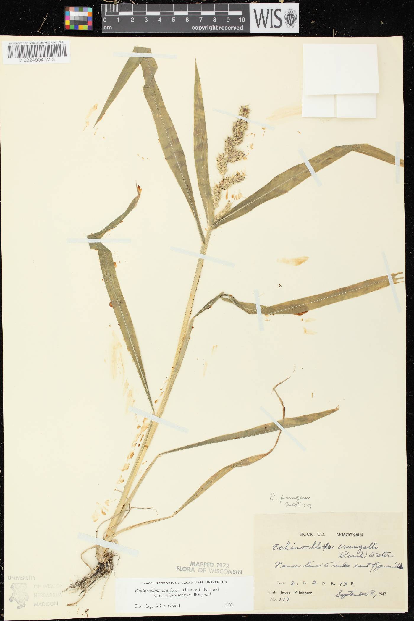 Echinochloa muricata var. microstachya image