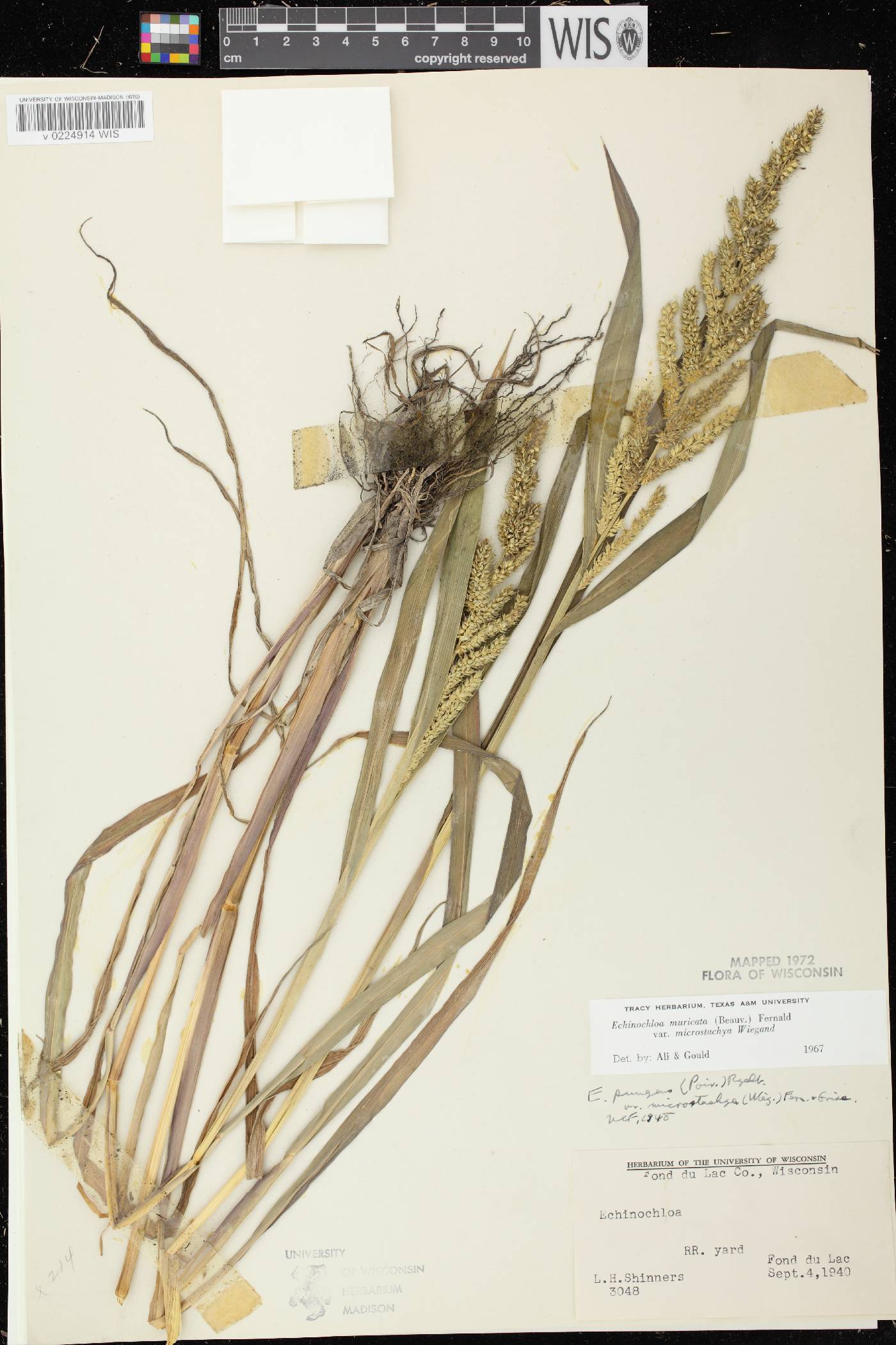 Echinochloa muricata var. microstachya image