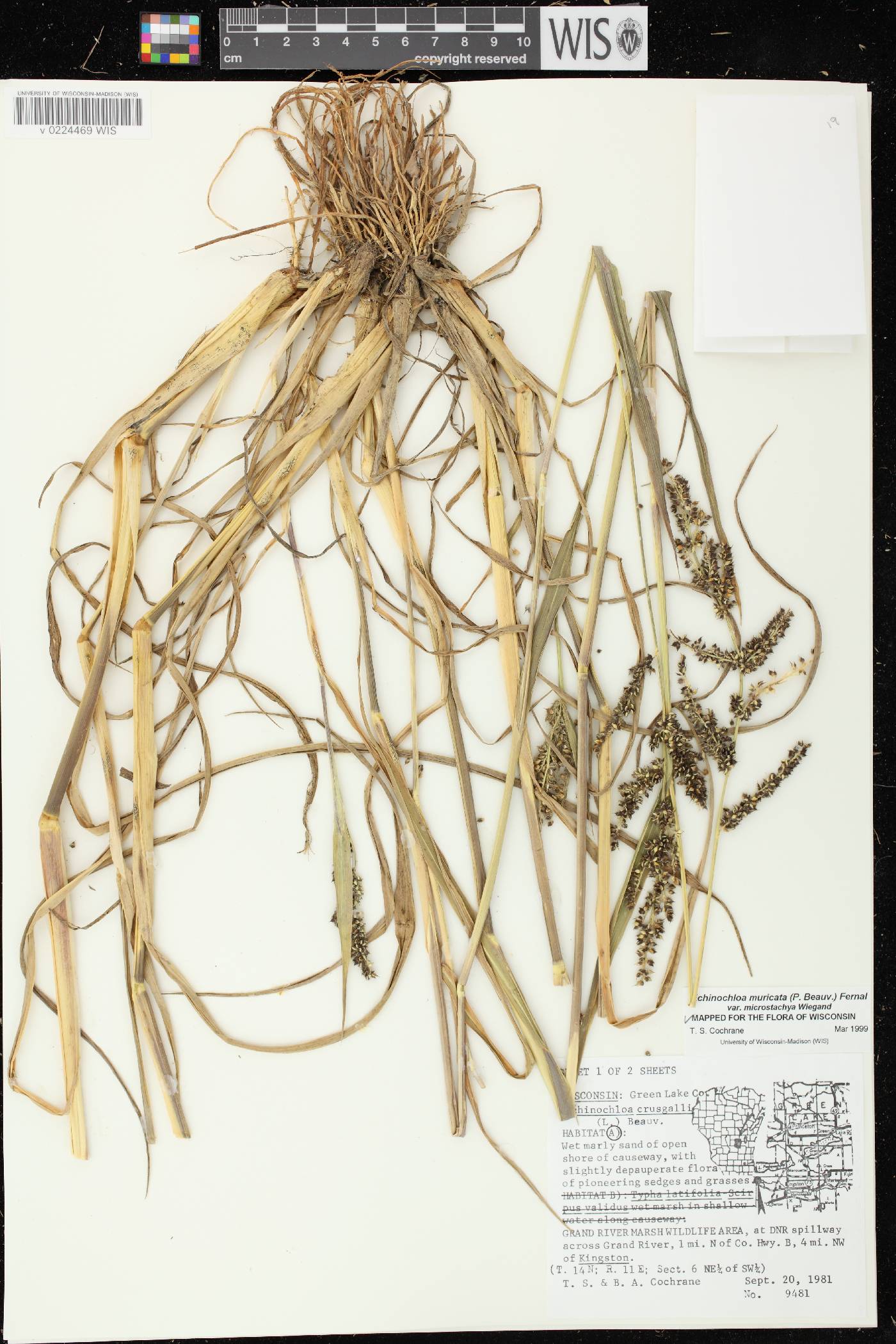 Echinochloa muricata var. microstachya image