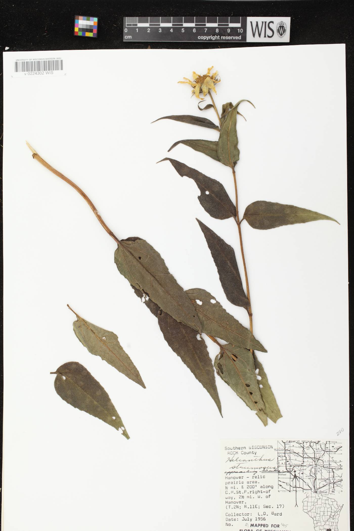 Helianthus strumosus image