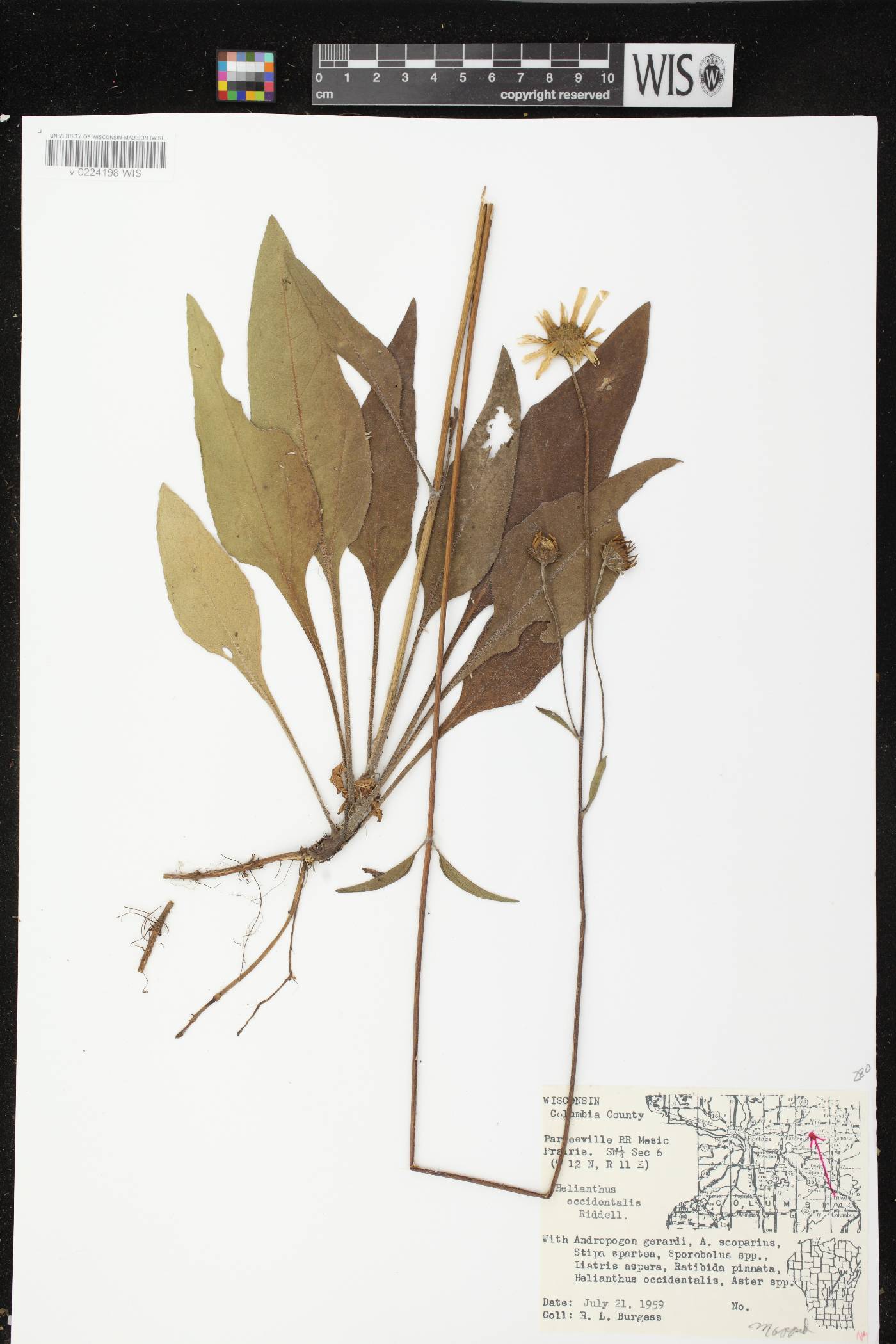 Helianthus occidentalis subsp. occidentalis image