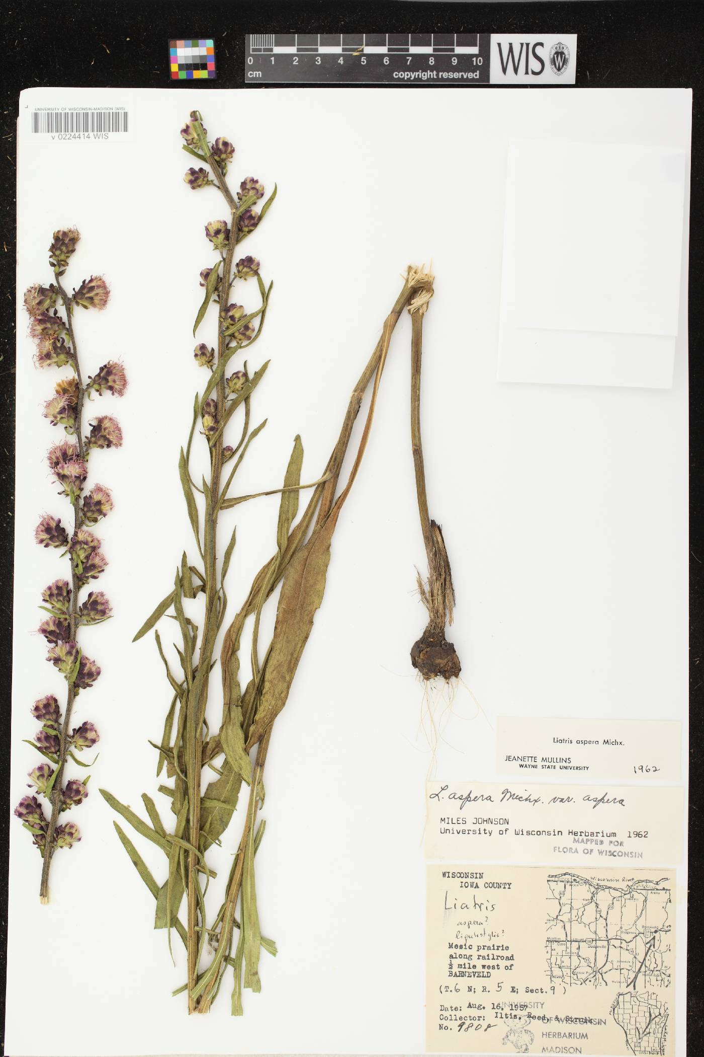 Liatris aspera image