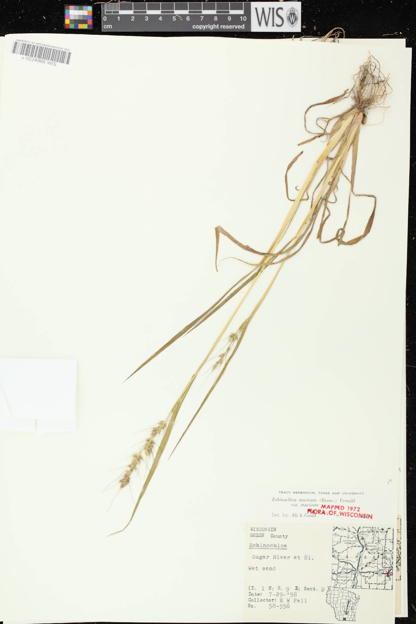 Echinochloa muricata var. muricata image