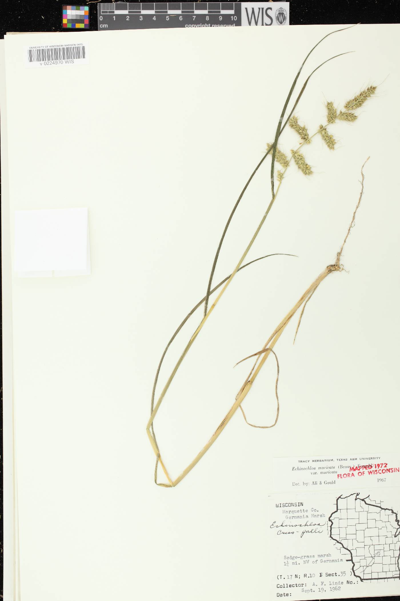 Echinochloa muricata var. muricata image