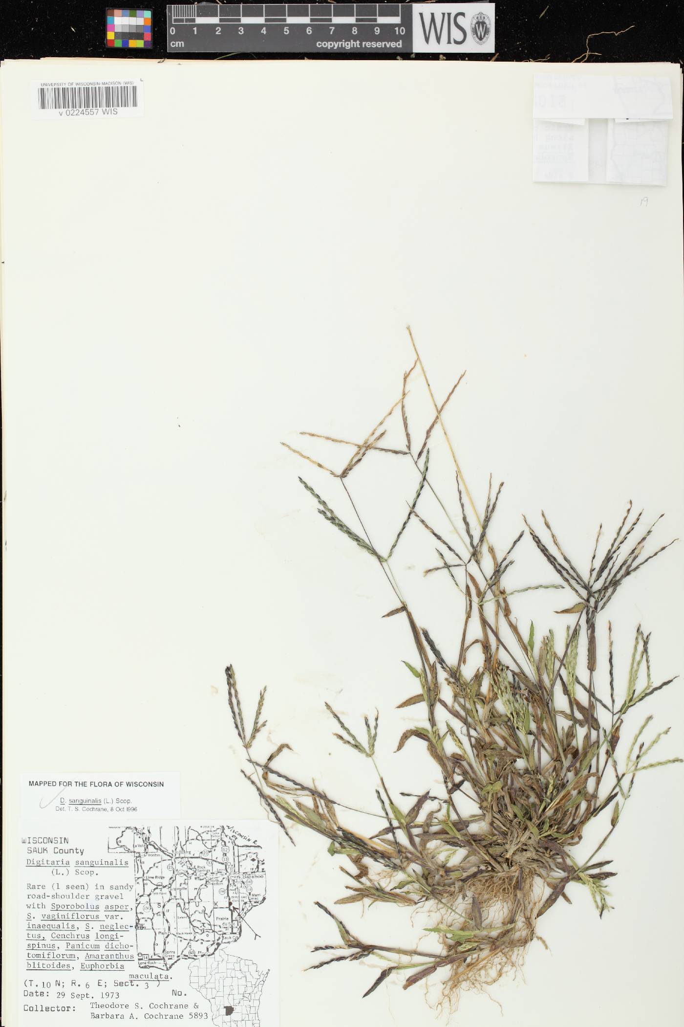Digitaria sanguinalis image