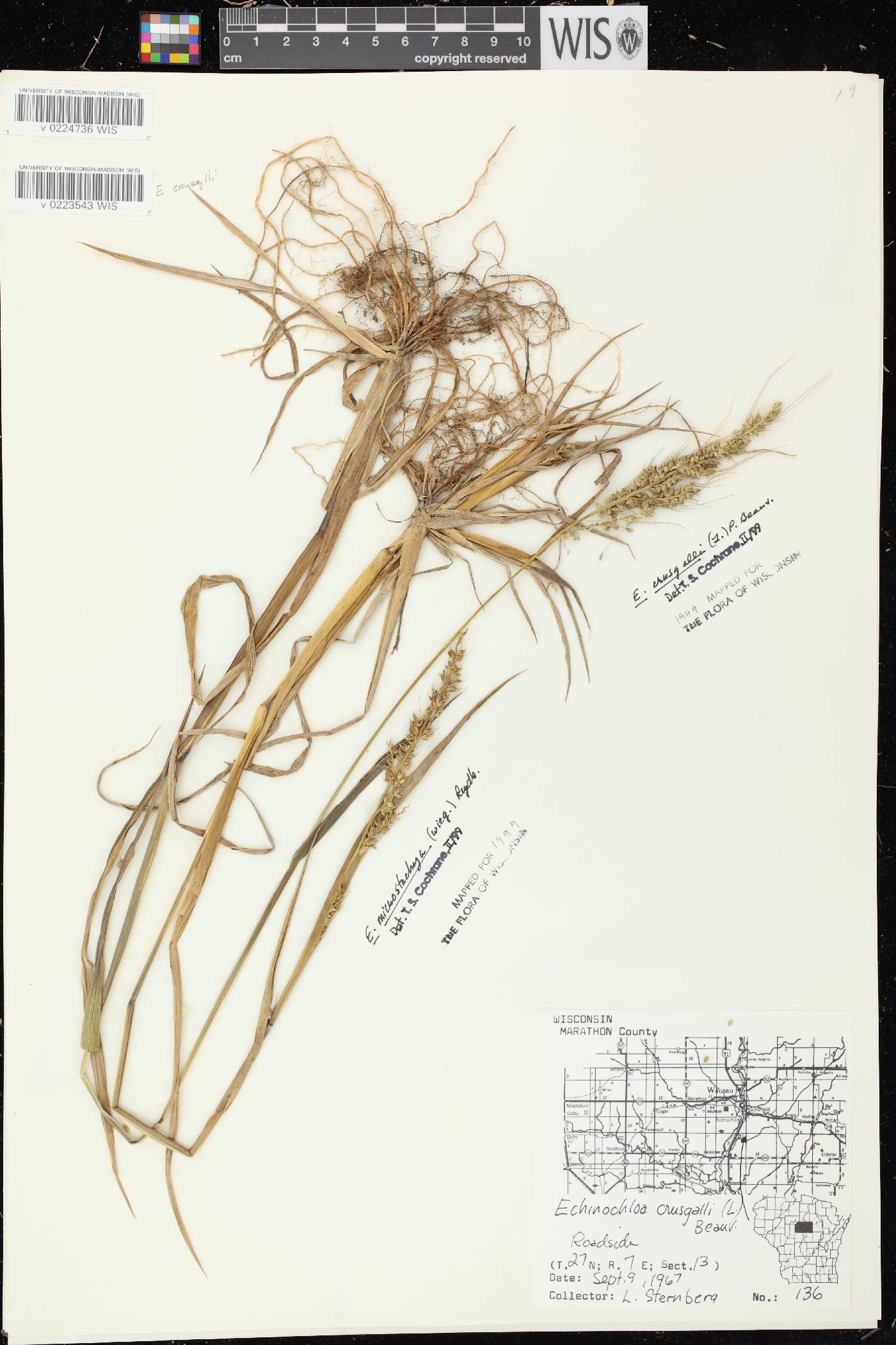 Echinochloa muricata var. microstachya image