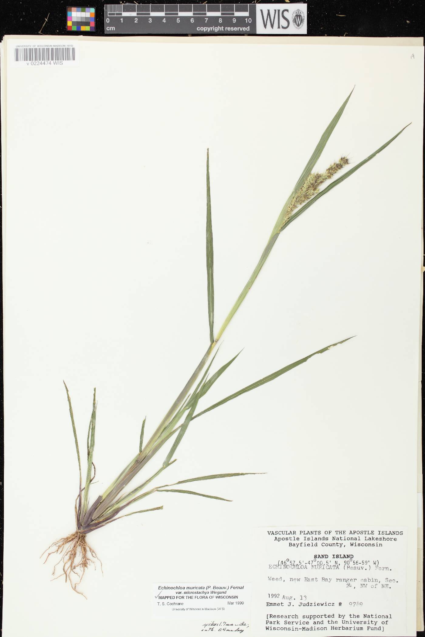 Echinochloa muricata var. microstachya image