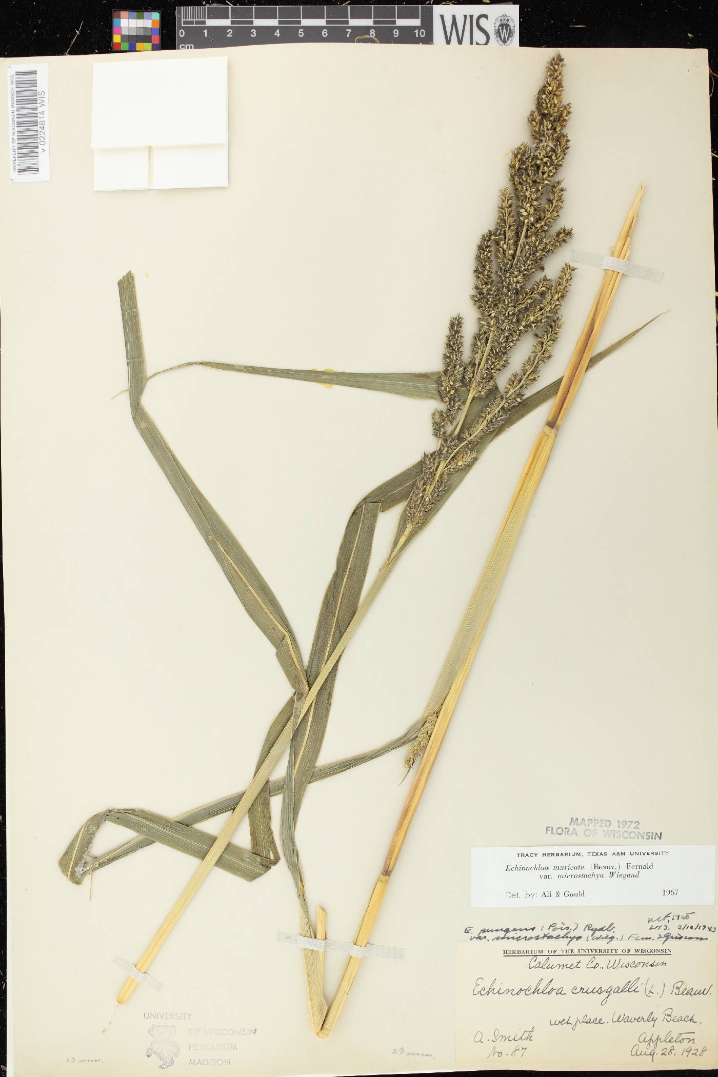 Echinochloa muricata var. microstachya image