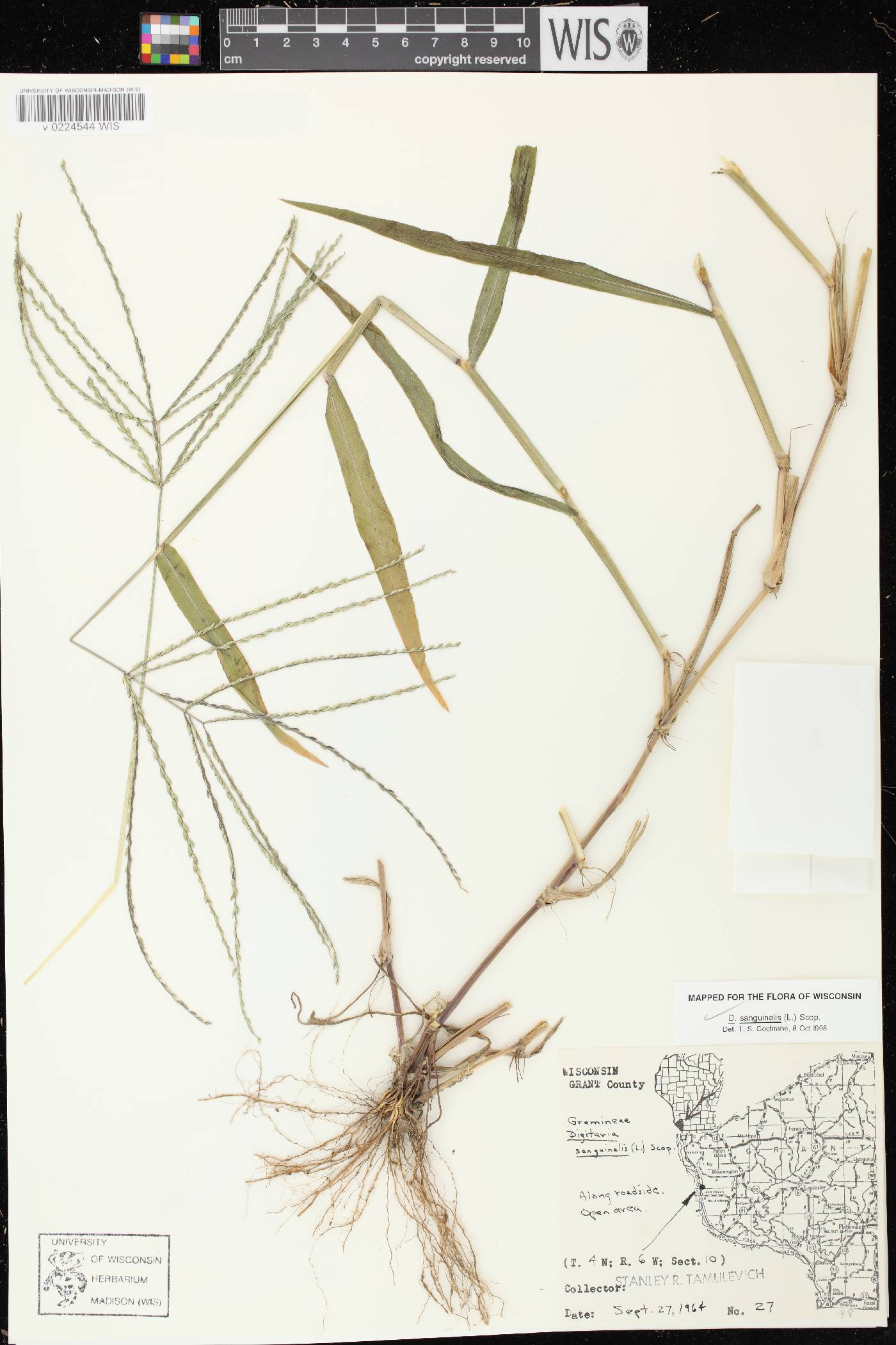 Digitaria sanguinalis image