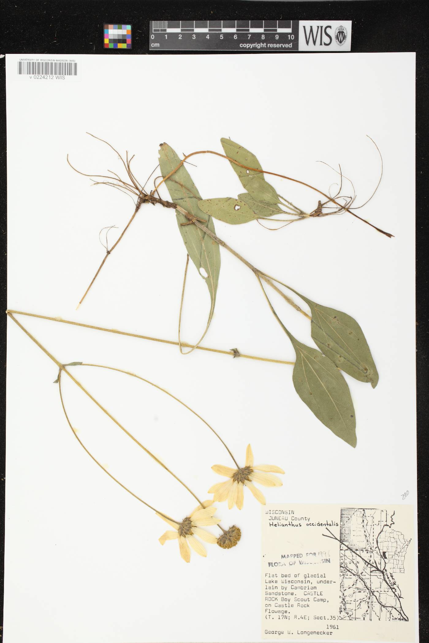 Helianthus occidentalis subsp. occidentalis image