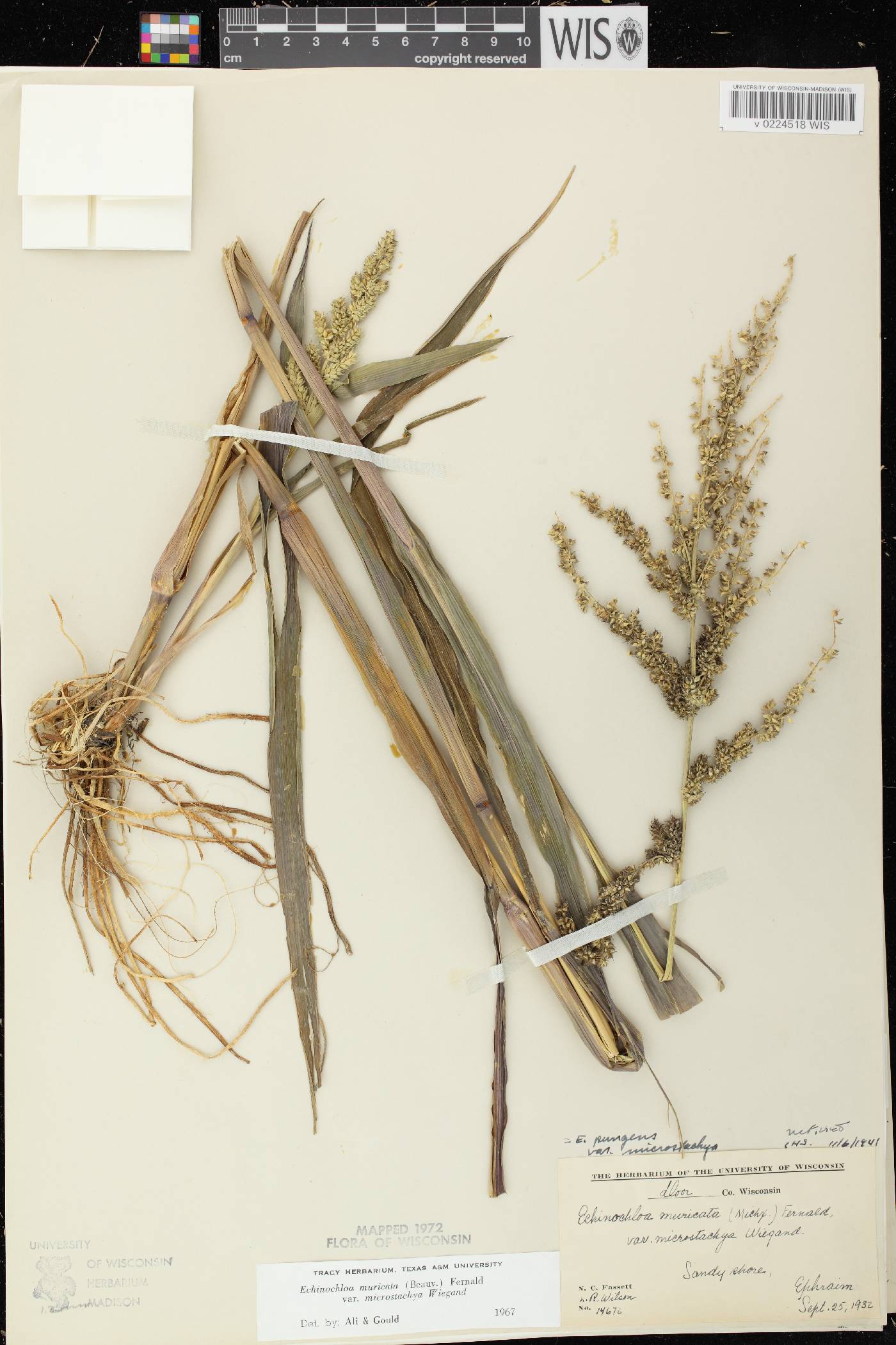 Echinochloa muricata var. microstachya image