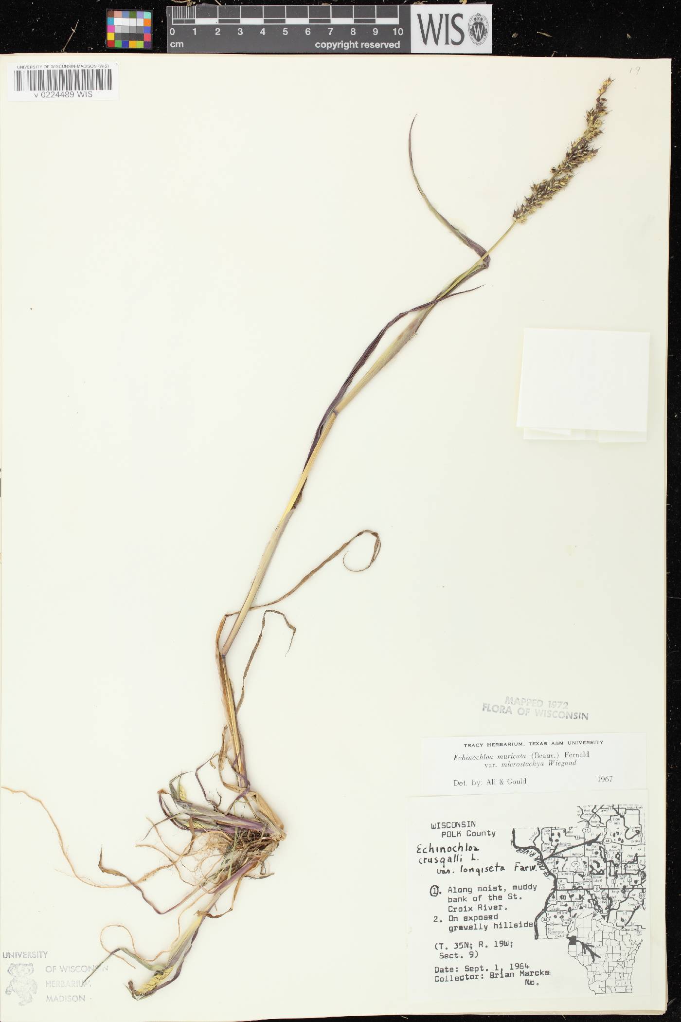Echinochloa muricata var. microstachya image