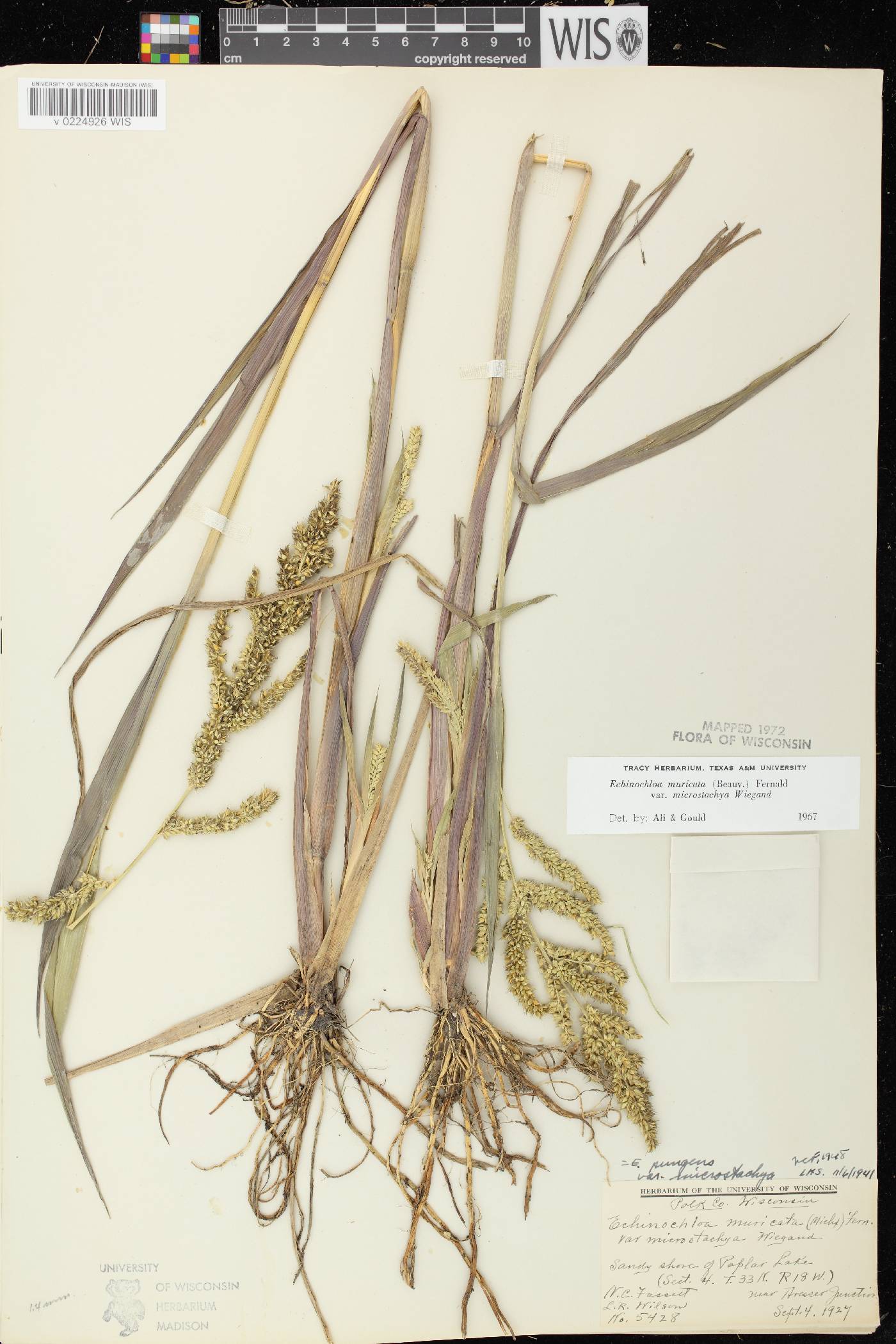 Echinochloa muricata var. microstachya image