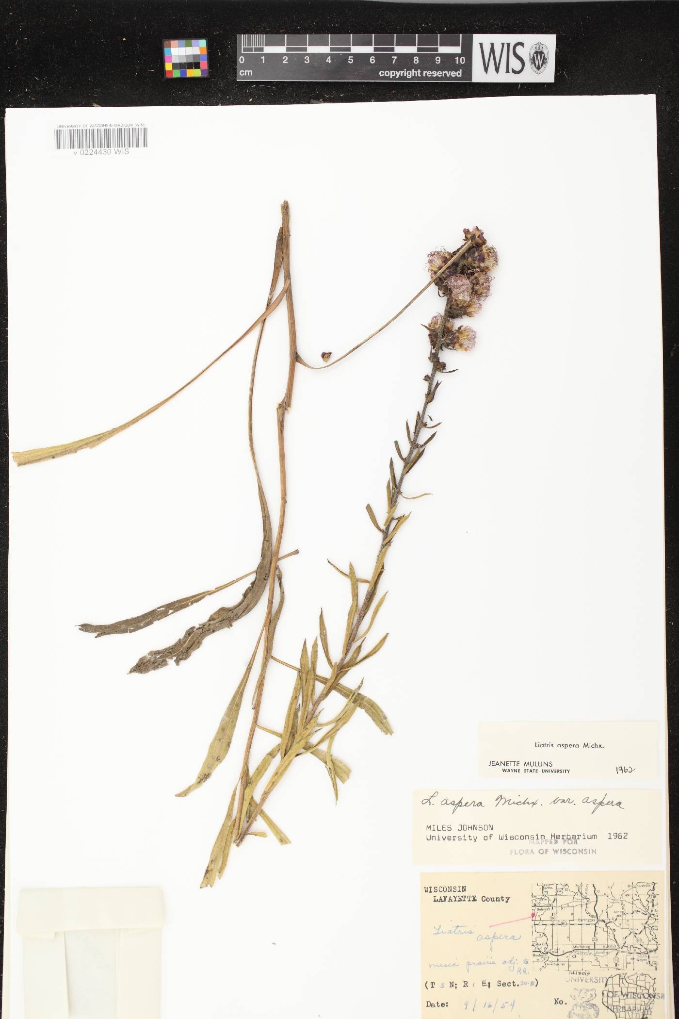 Liatris aspera image