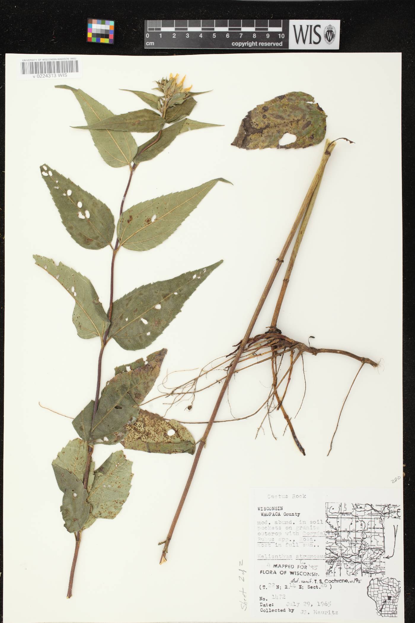 Helianthus strumosus image