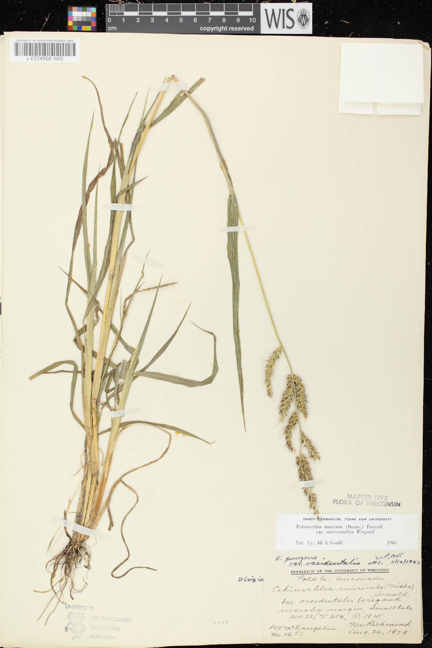 Echinochloa muricata var. microstachya image
