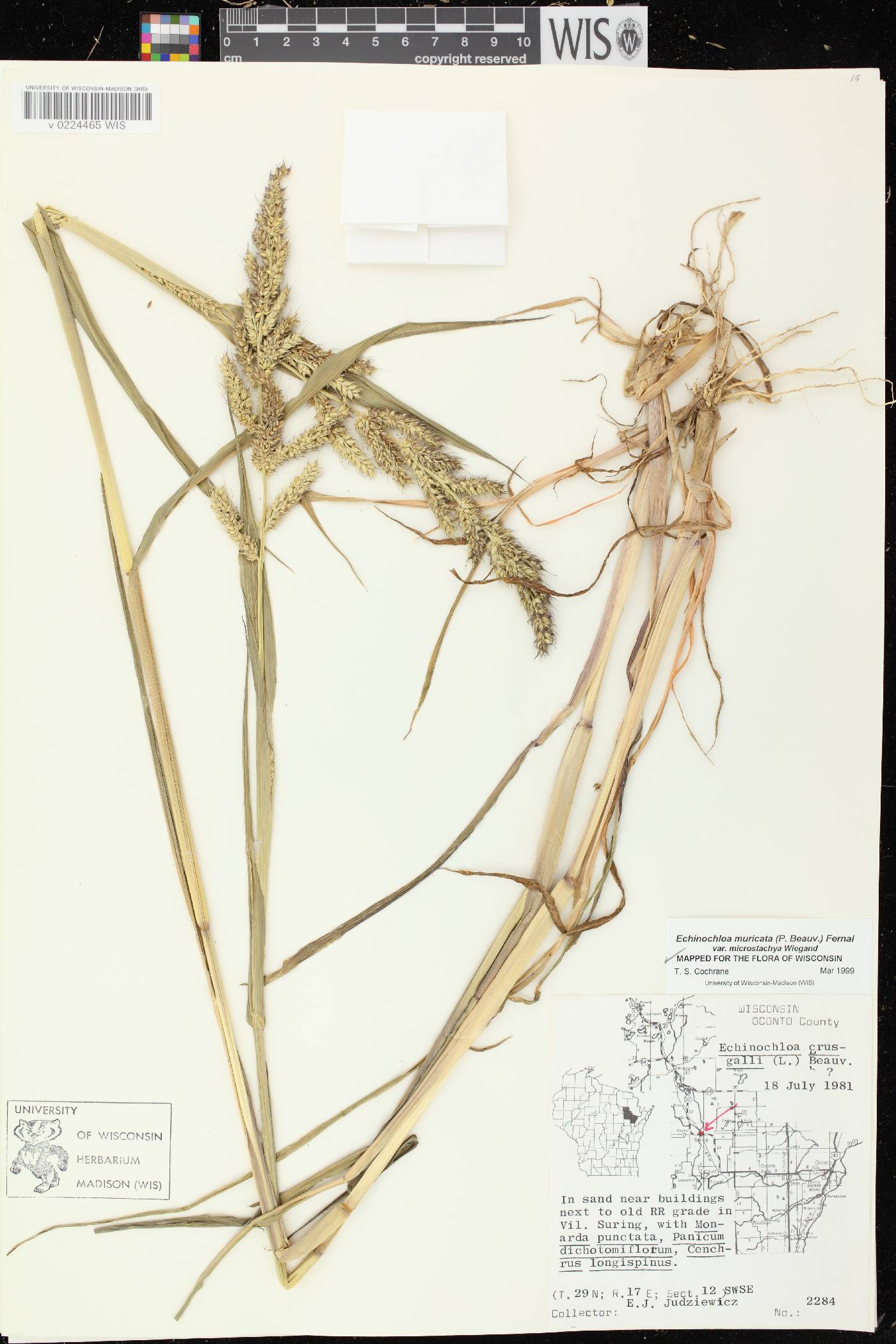 Echinochloa muricata var. microstachya image