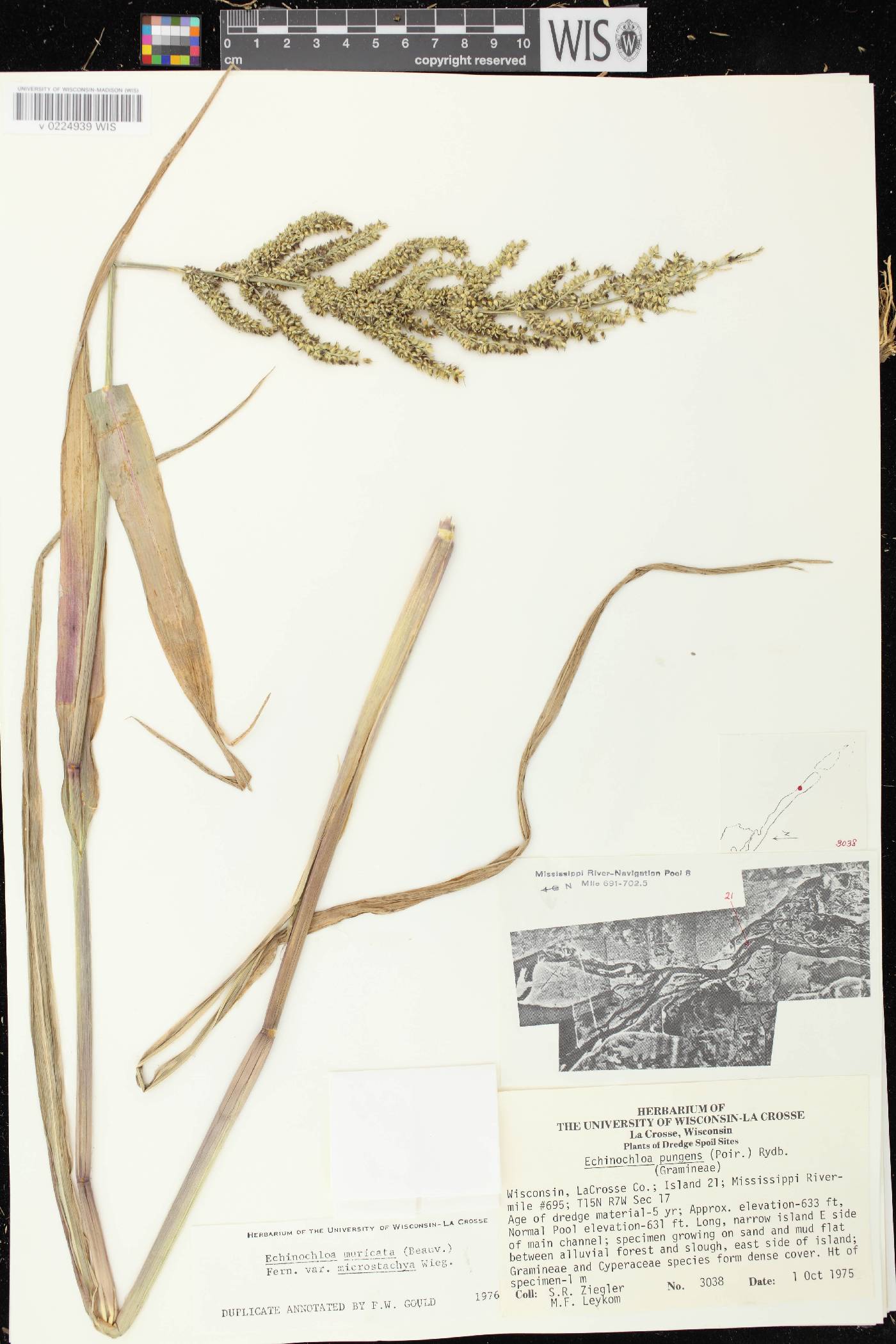 Echinochloa muricata var. microstachya image
