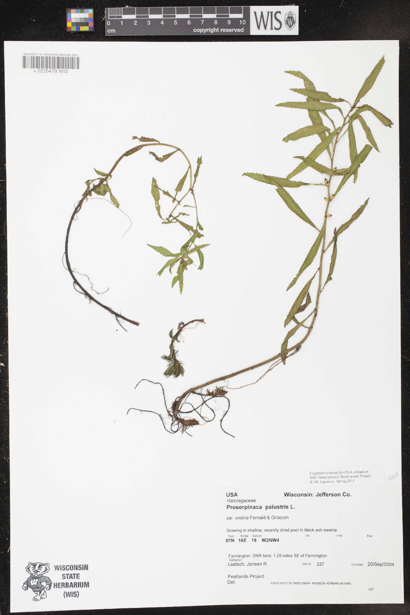 Proserpinaca palustris var. crebra image